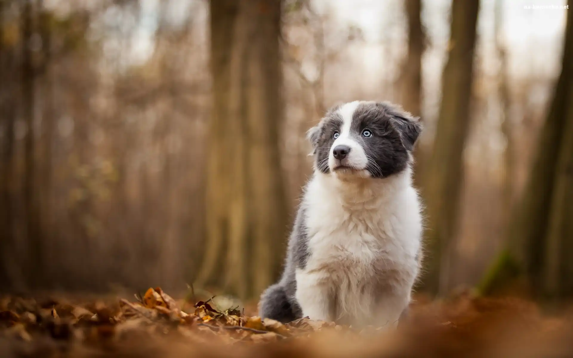 Pies, Rozmyte, Tło, Szczeniak, Border, Collie, Las