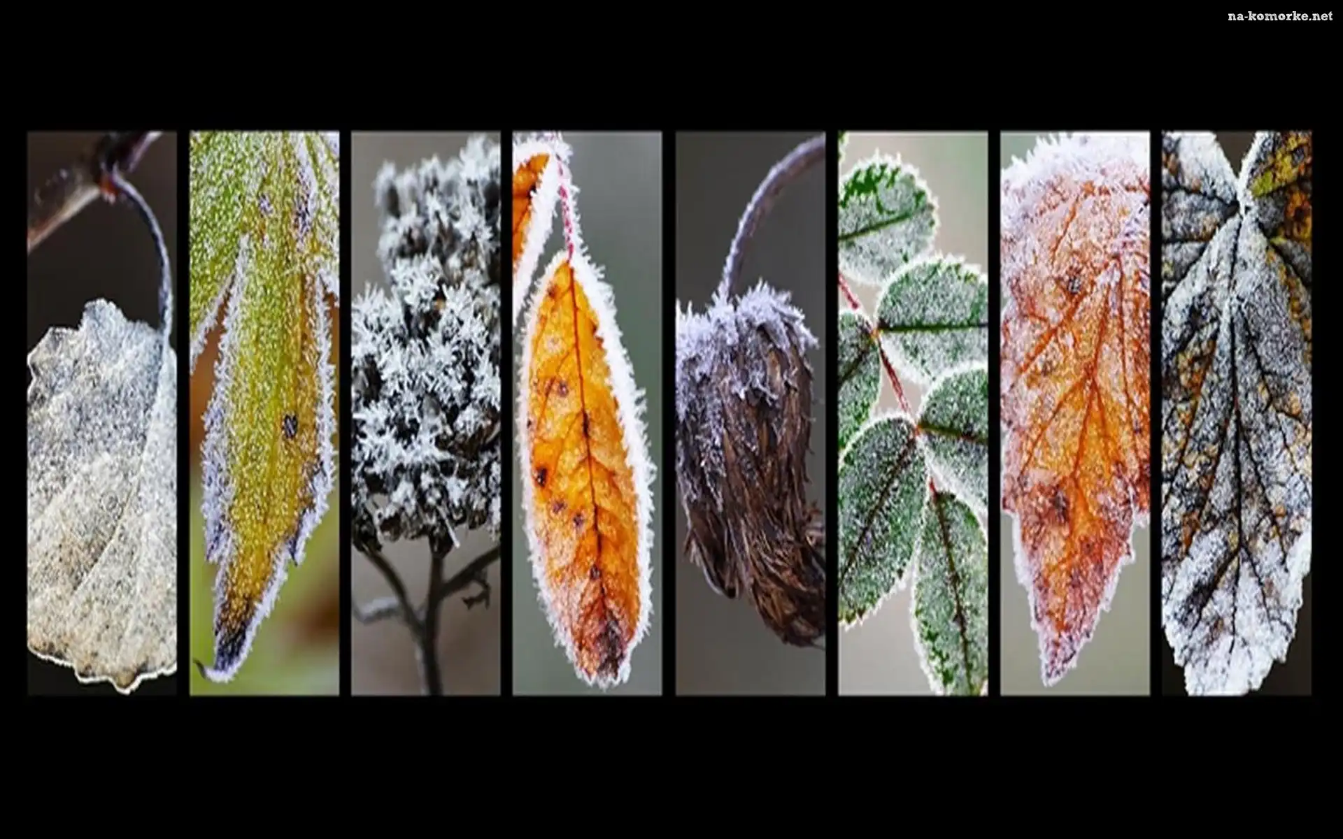 Różne, Grafika, Zmrożone, Liście