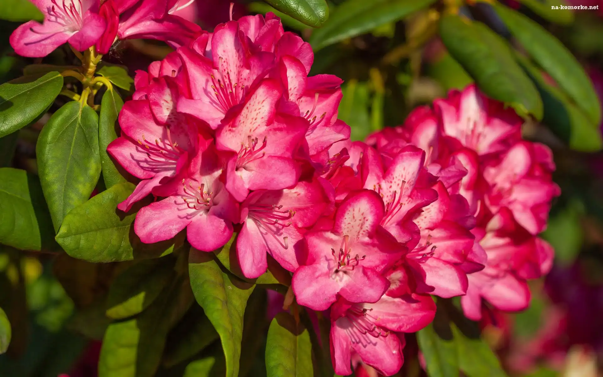 Różowa, Krzew, Azalia, Rododendron