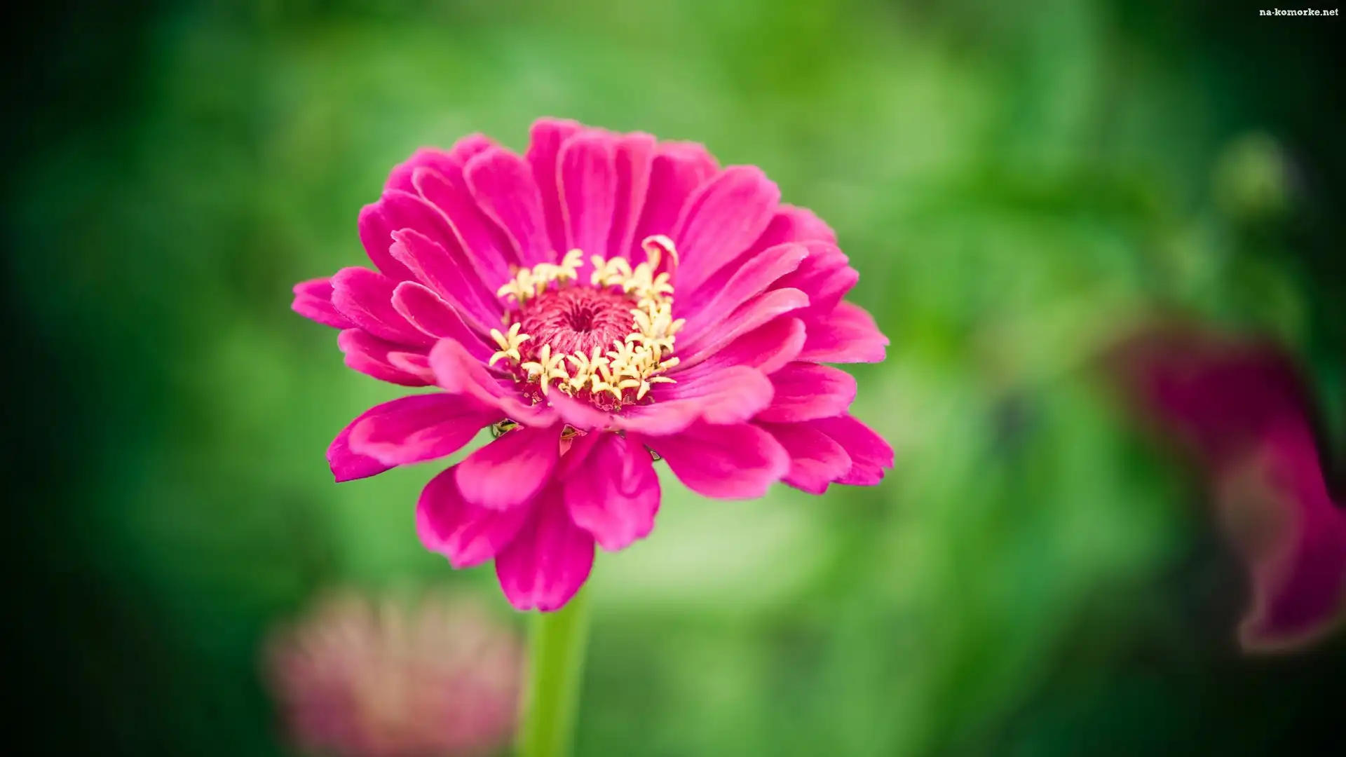 Różowa, Gerbera