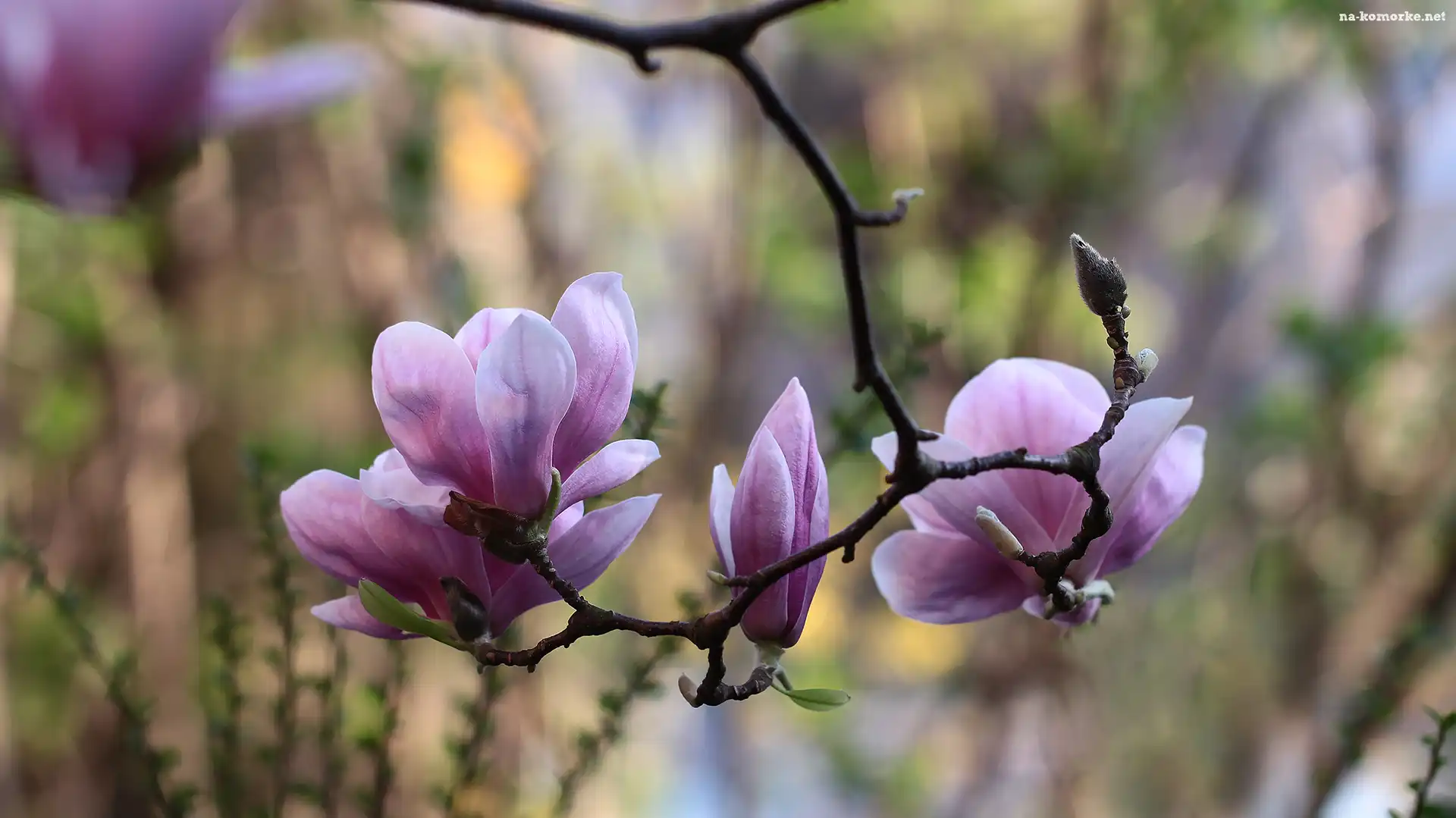 Różowa, Gałązka, Magnolia, Kwiaty