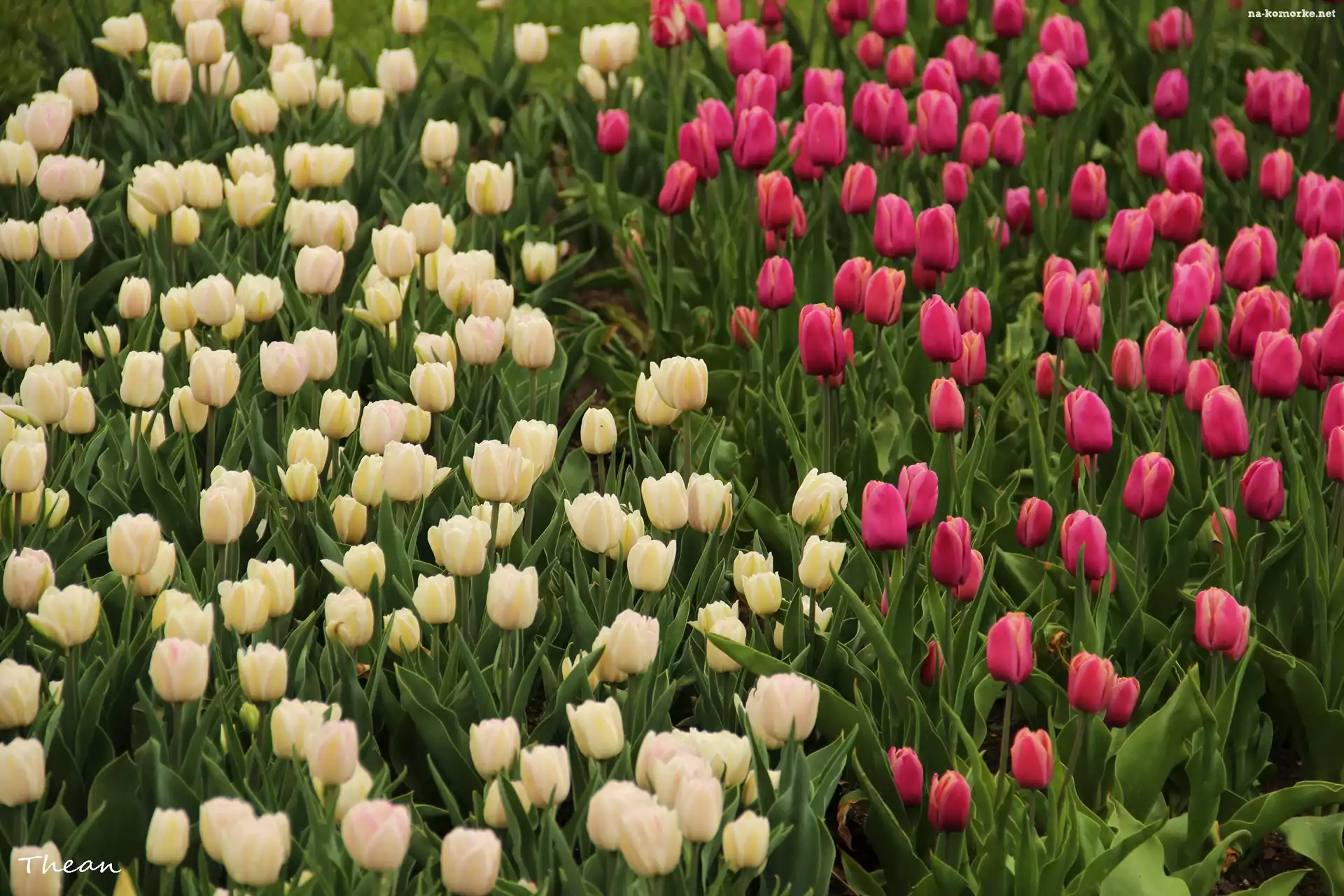 Białe, Różowe, Tulipany
