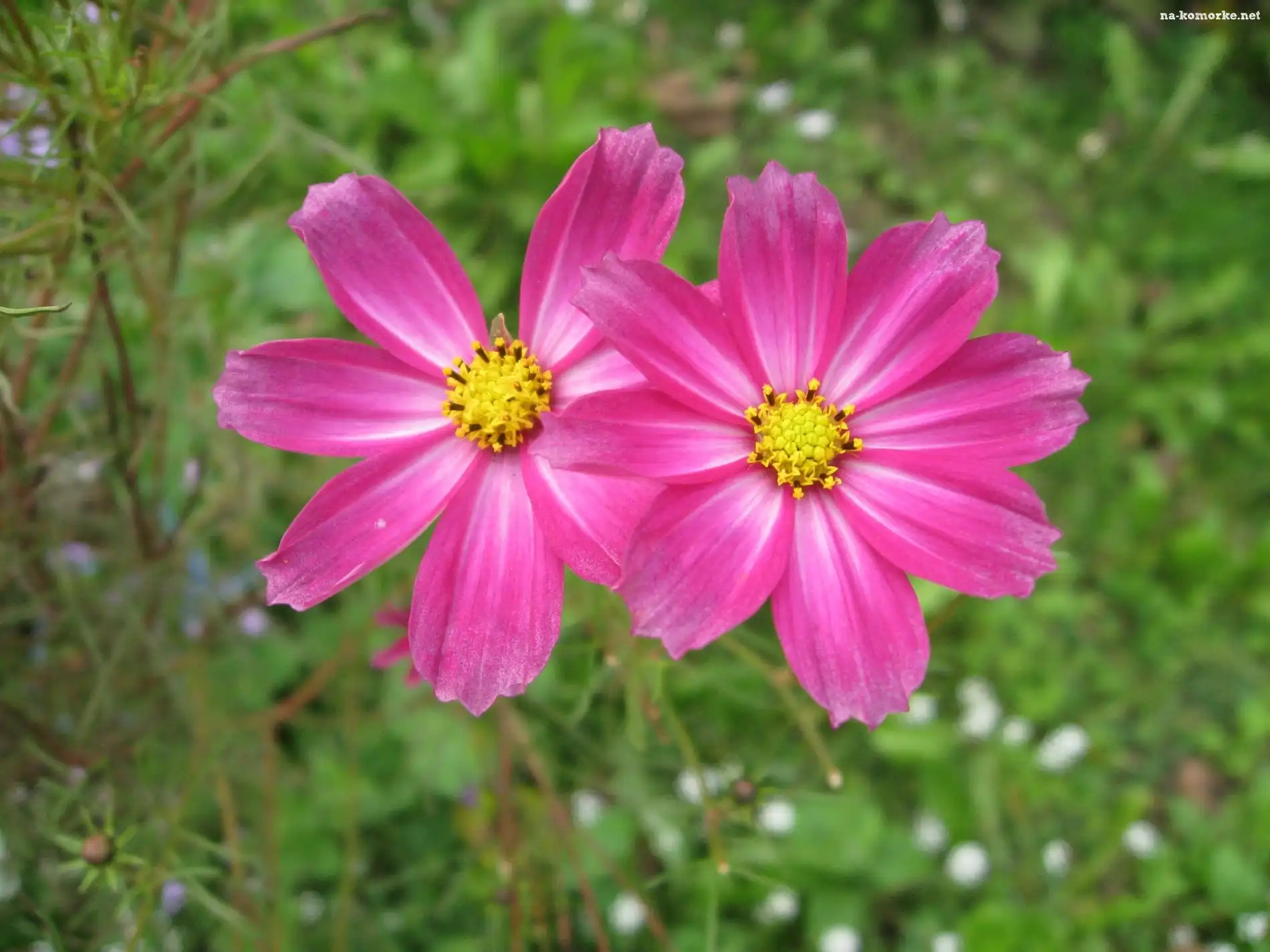 Dwa, Cosmos odętka, Różowe, Kwiaty