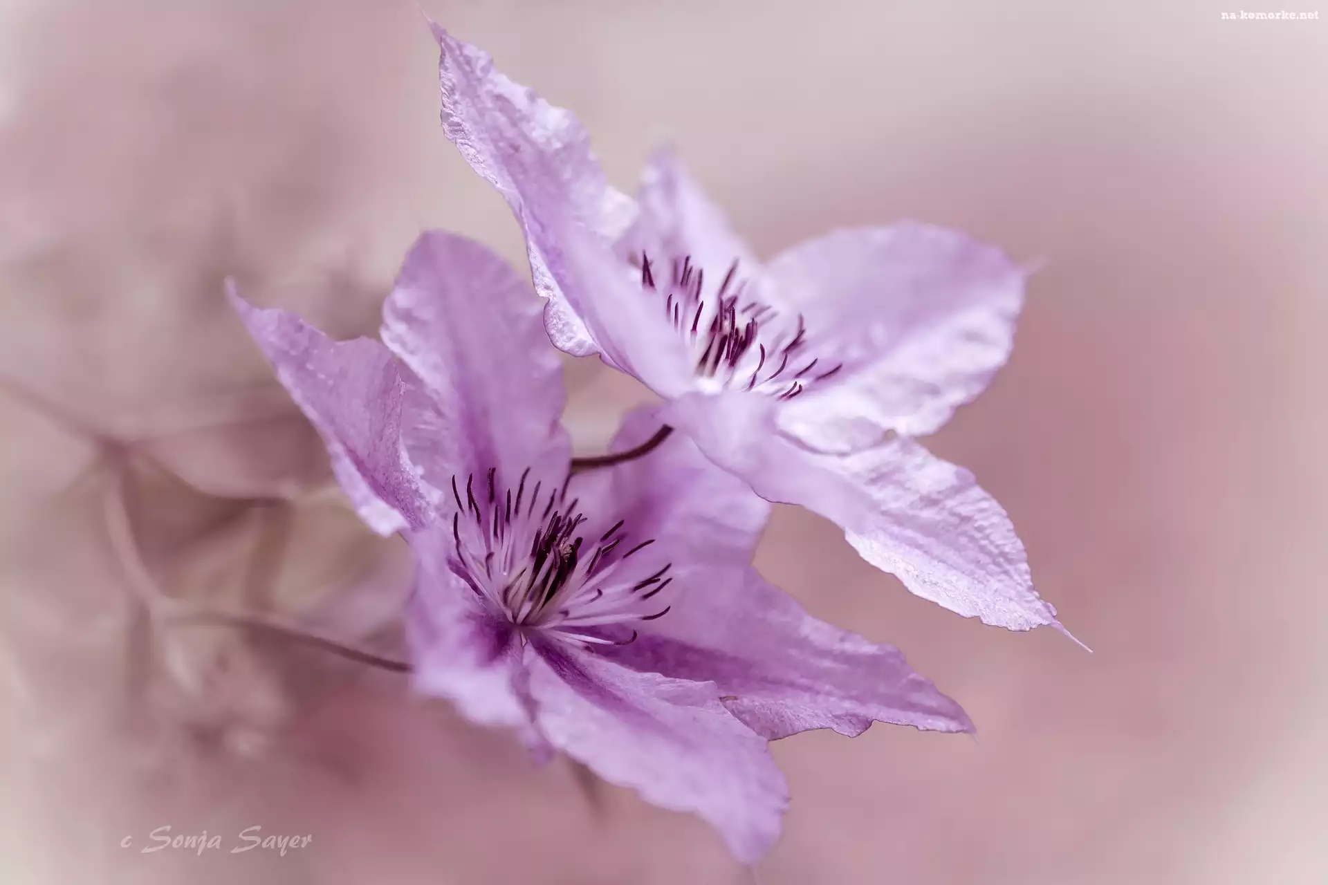 Różowe, Kwiaty, Clematis, Dwa, Powojnik