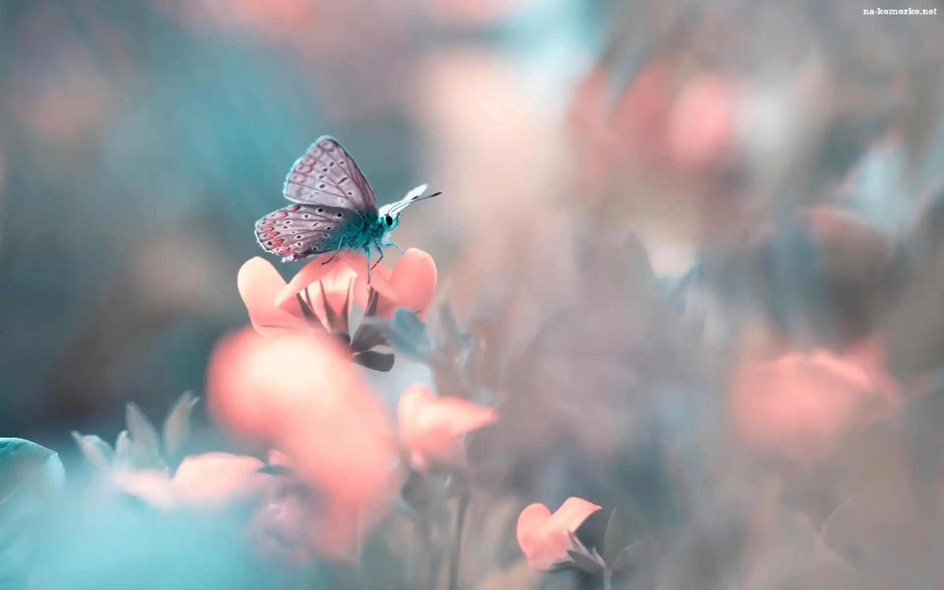 Różowe, Makro, Kwiatki, Motyl