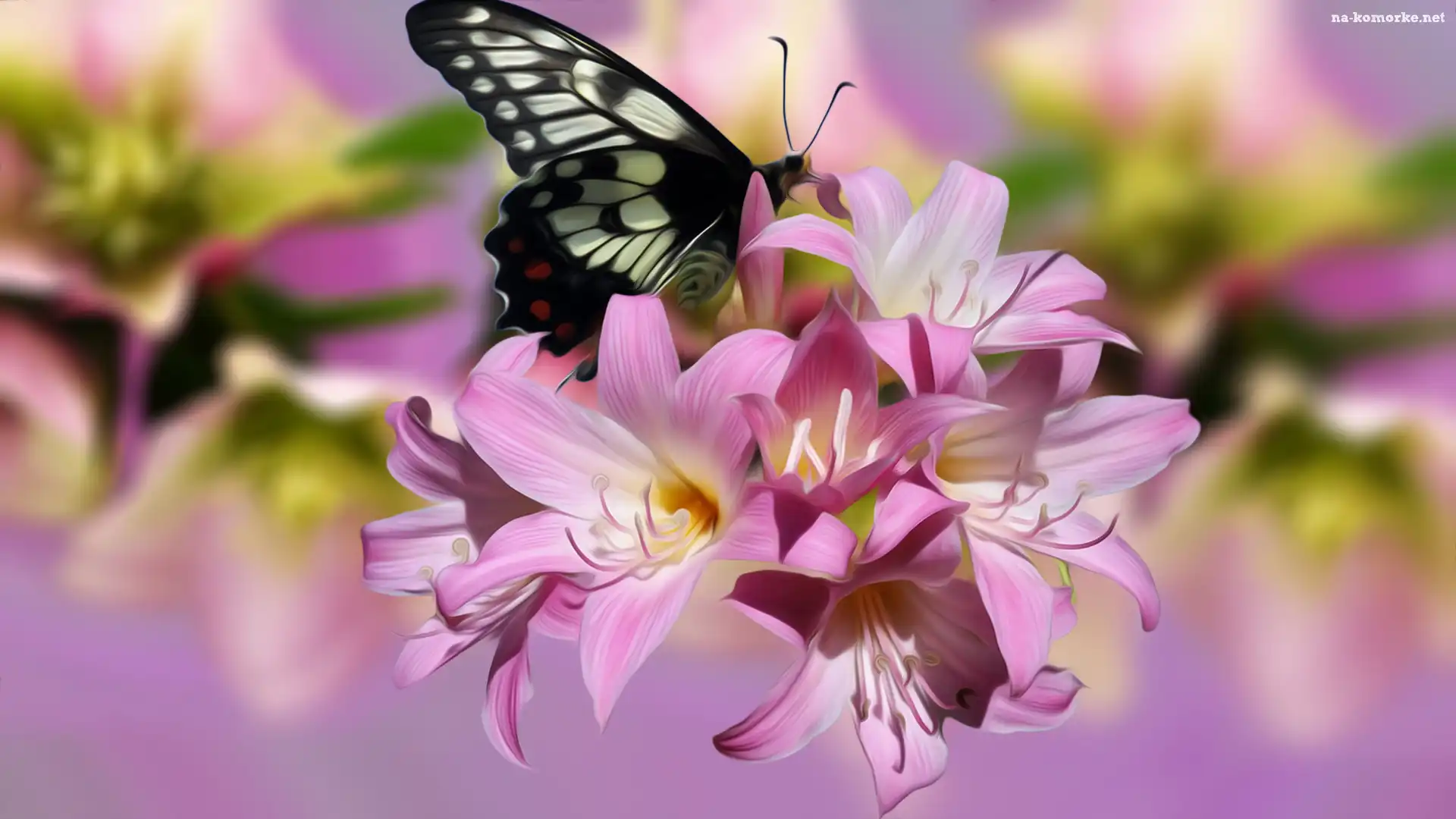 Różowe, Grafika, Kwiaty, Motyl