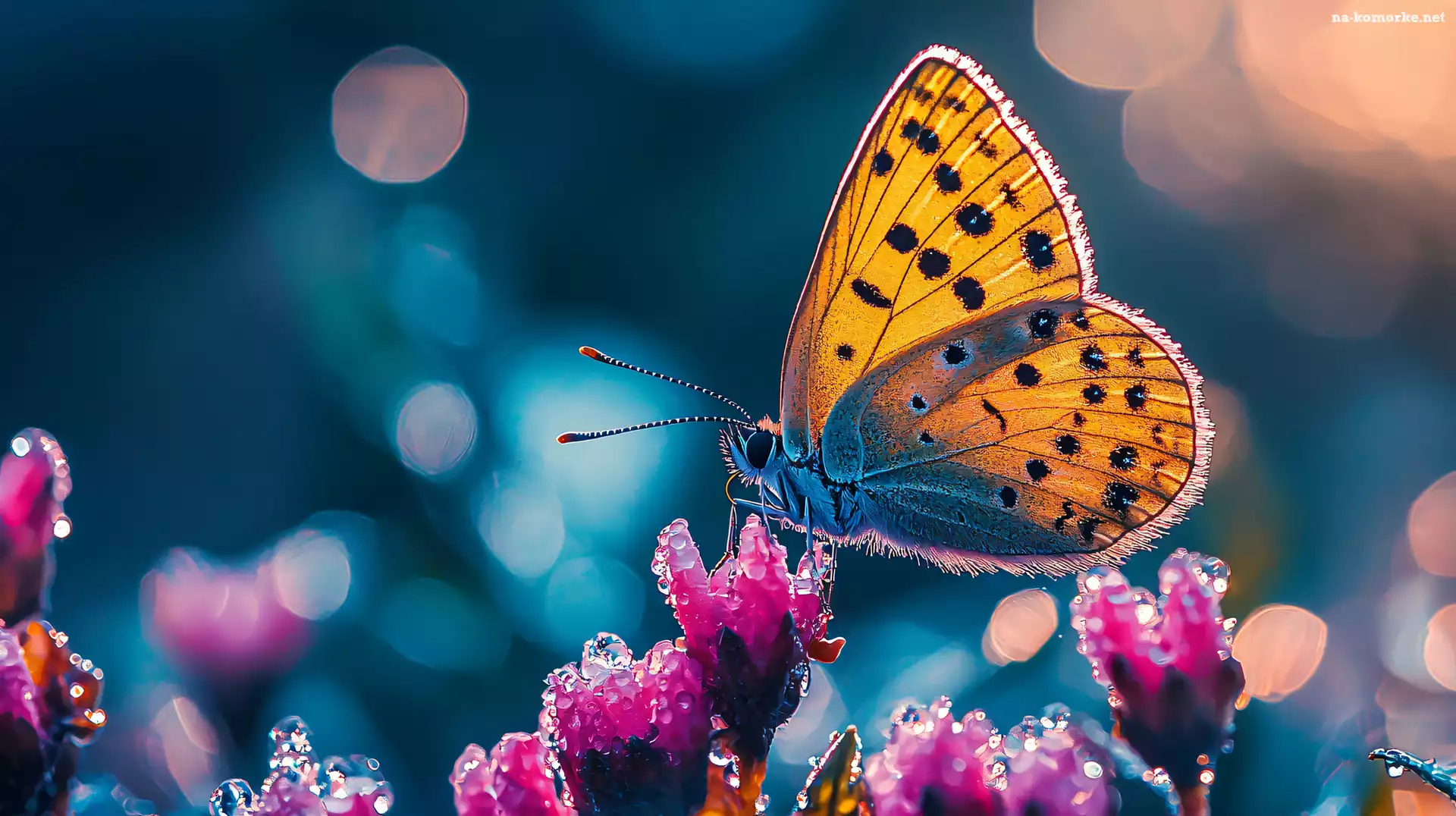 Żółty, Różowe, Kwiaty, Motyl, Krople