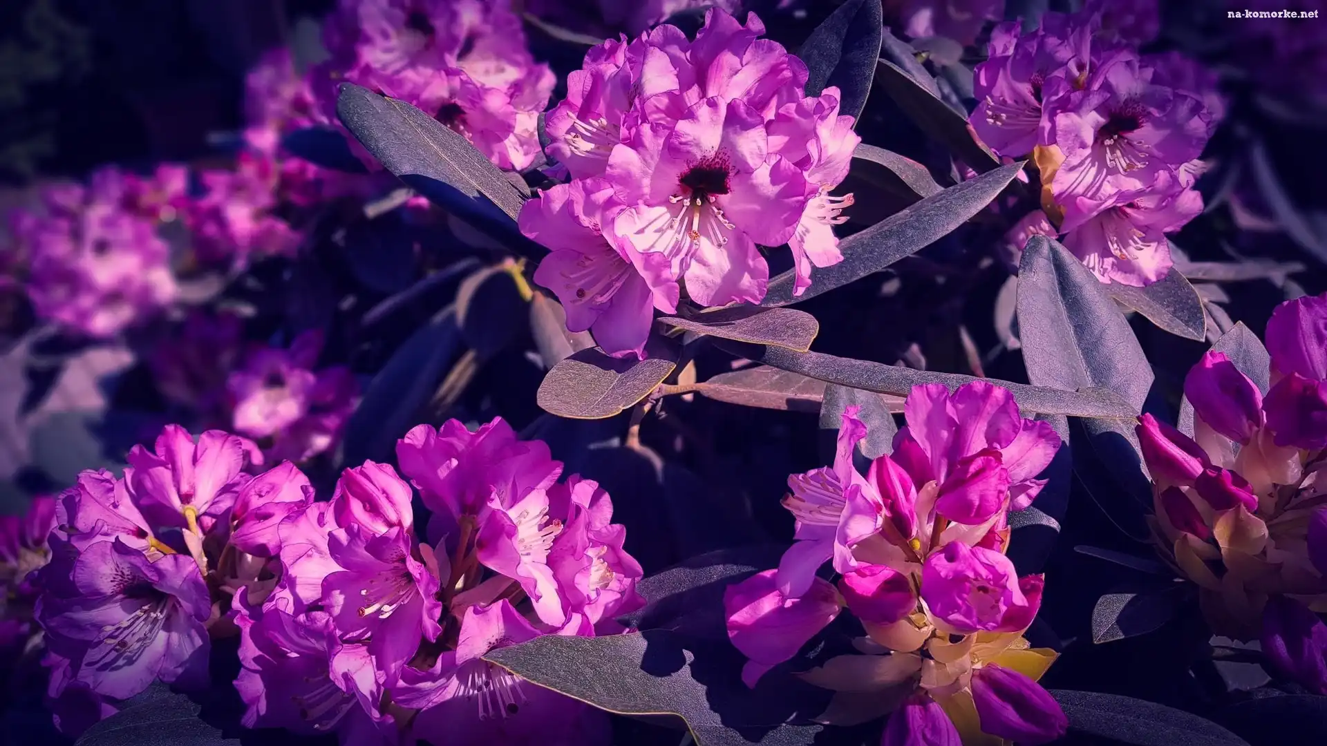 Różowe, Różanecznik, Kwiaty, Rododendron