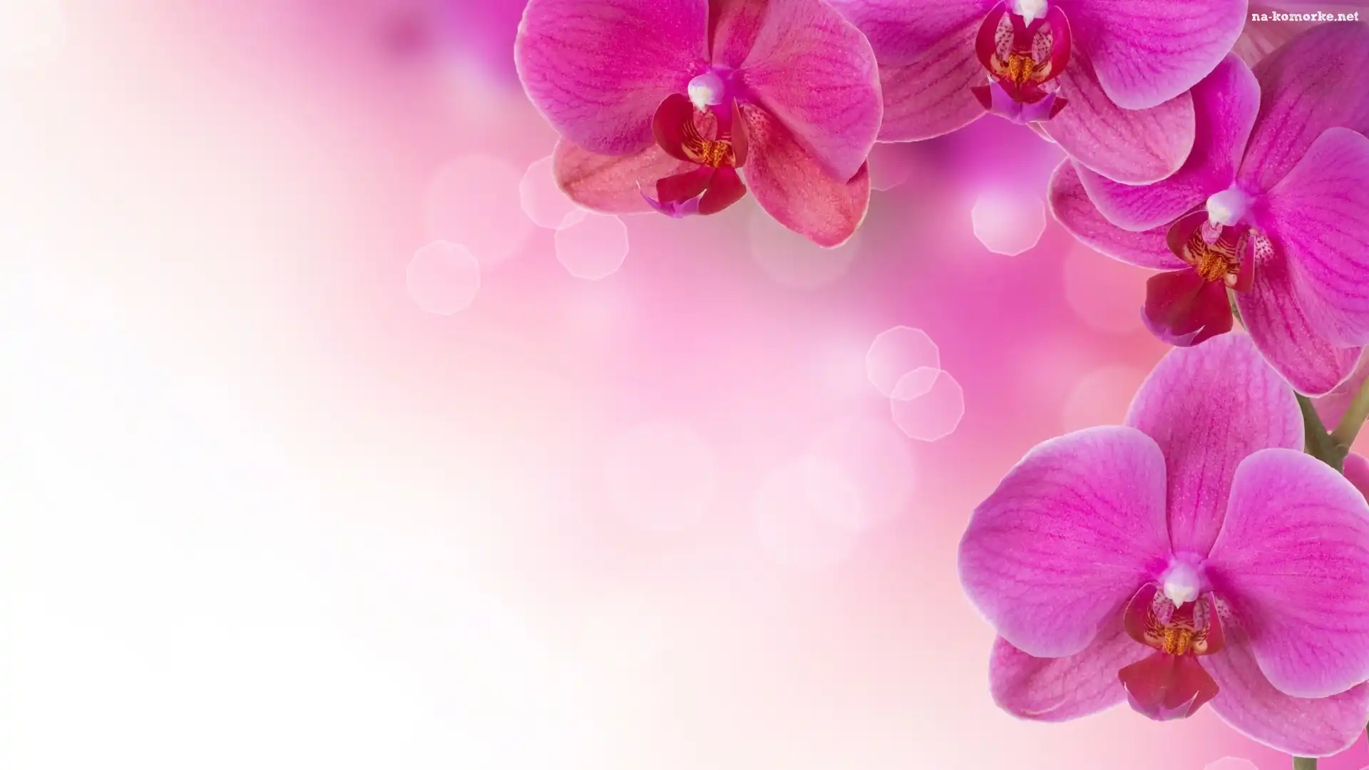 Różowe, Orchidea