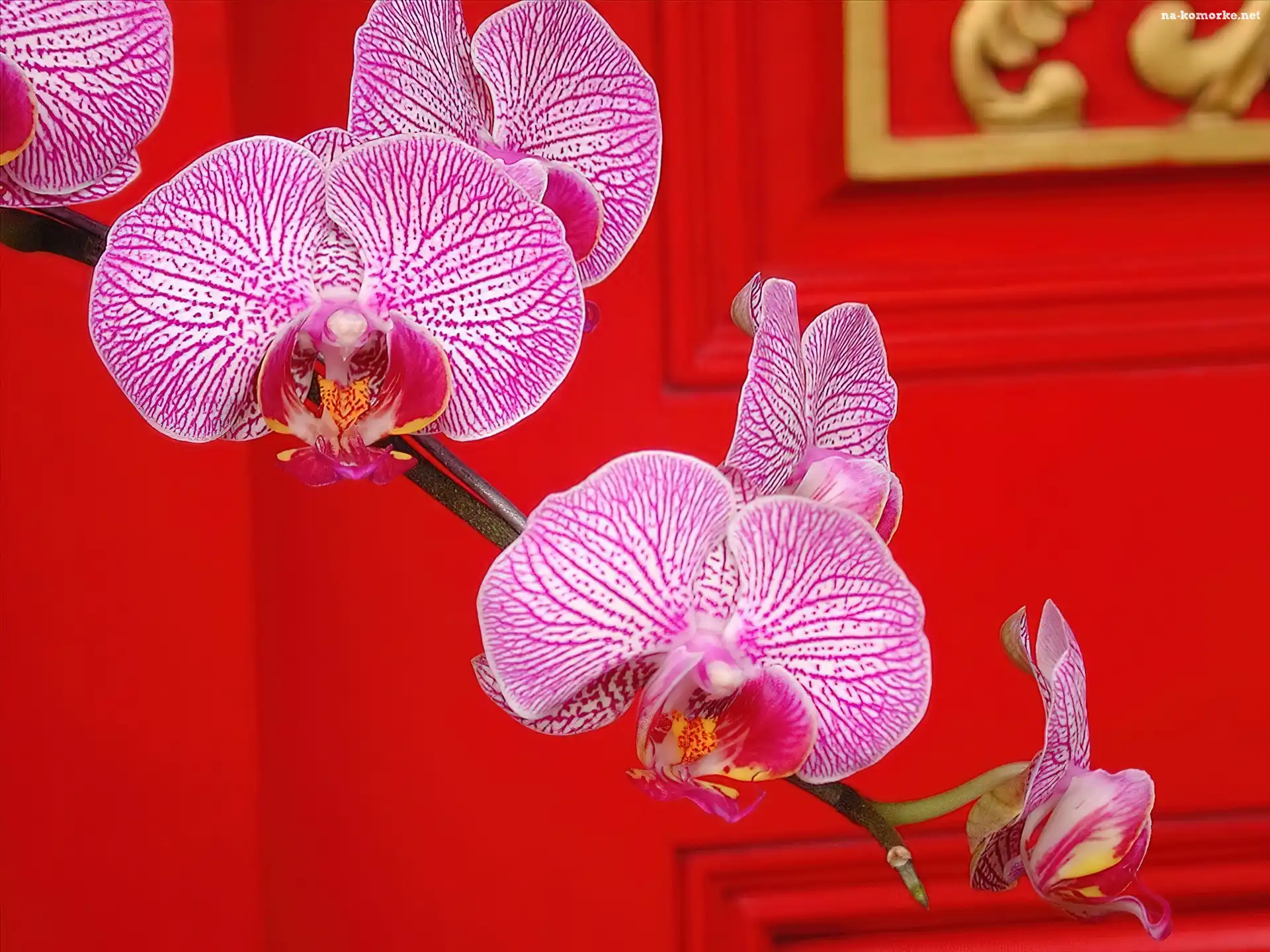 Różowe, Tło, Orchidee, Czerwone