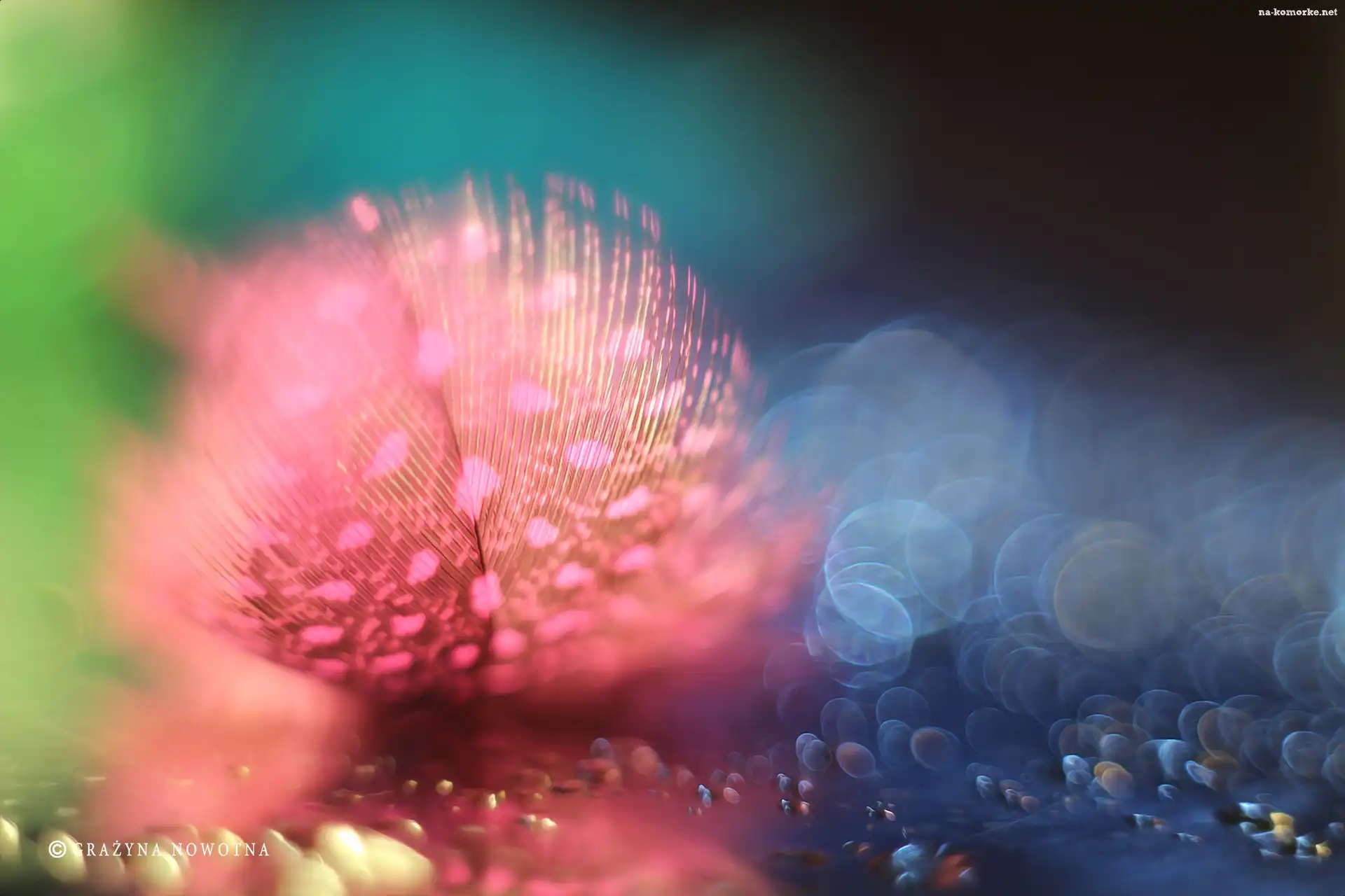 Różowe, Bokeh, Piórko, Makro