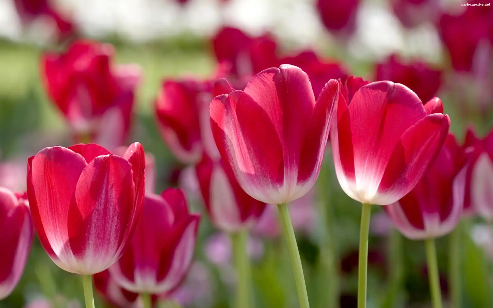 Różowe, Tulipany