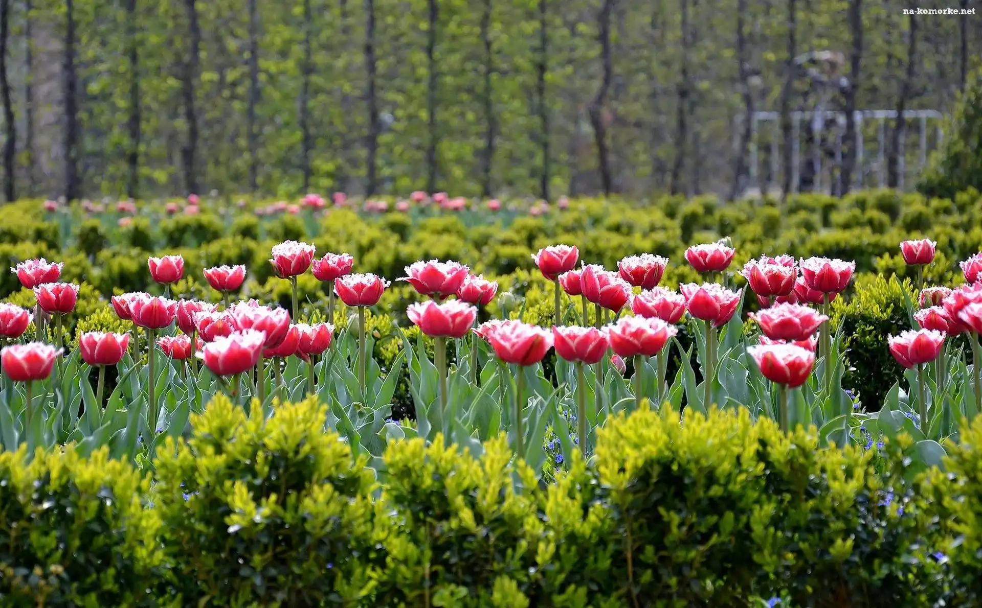 Różowe, Tulipany