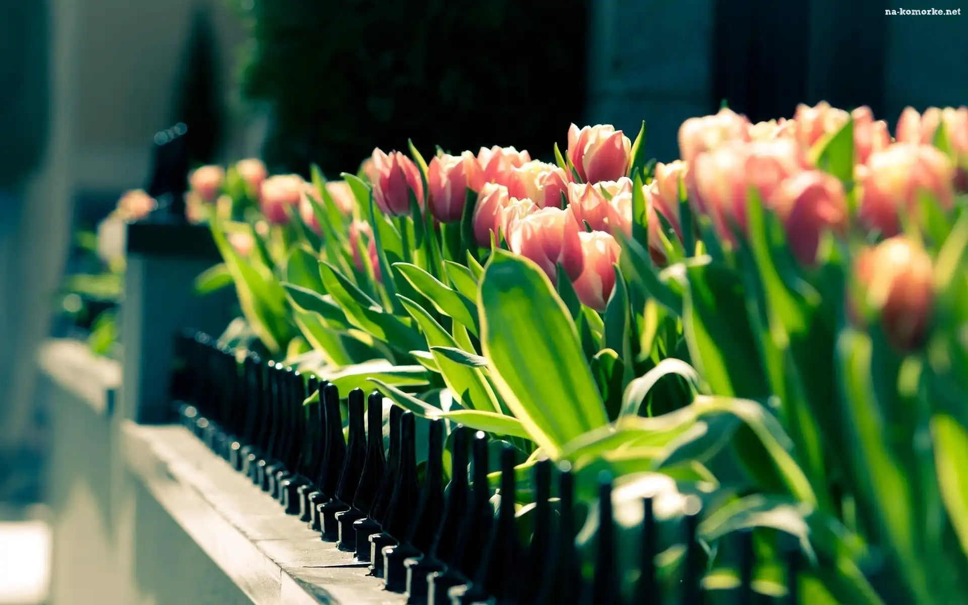 Różowe, Tulipany