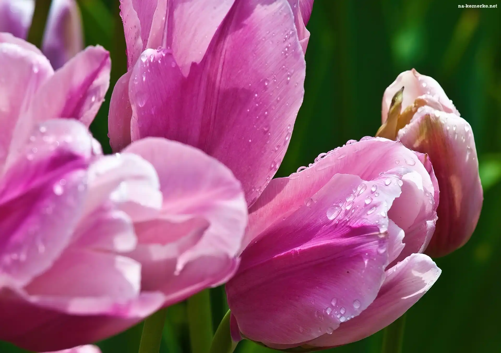 Różowe, Rosy, Tulipany, Krople