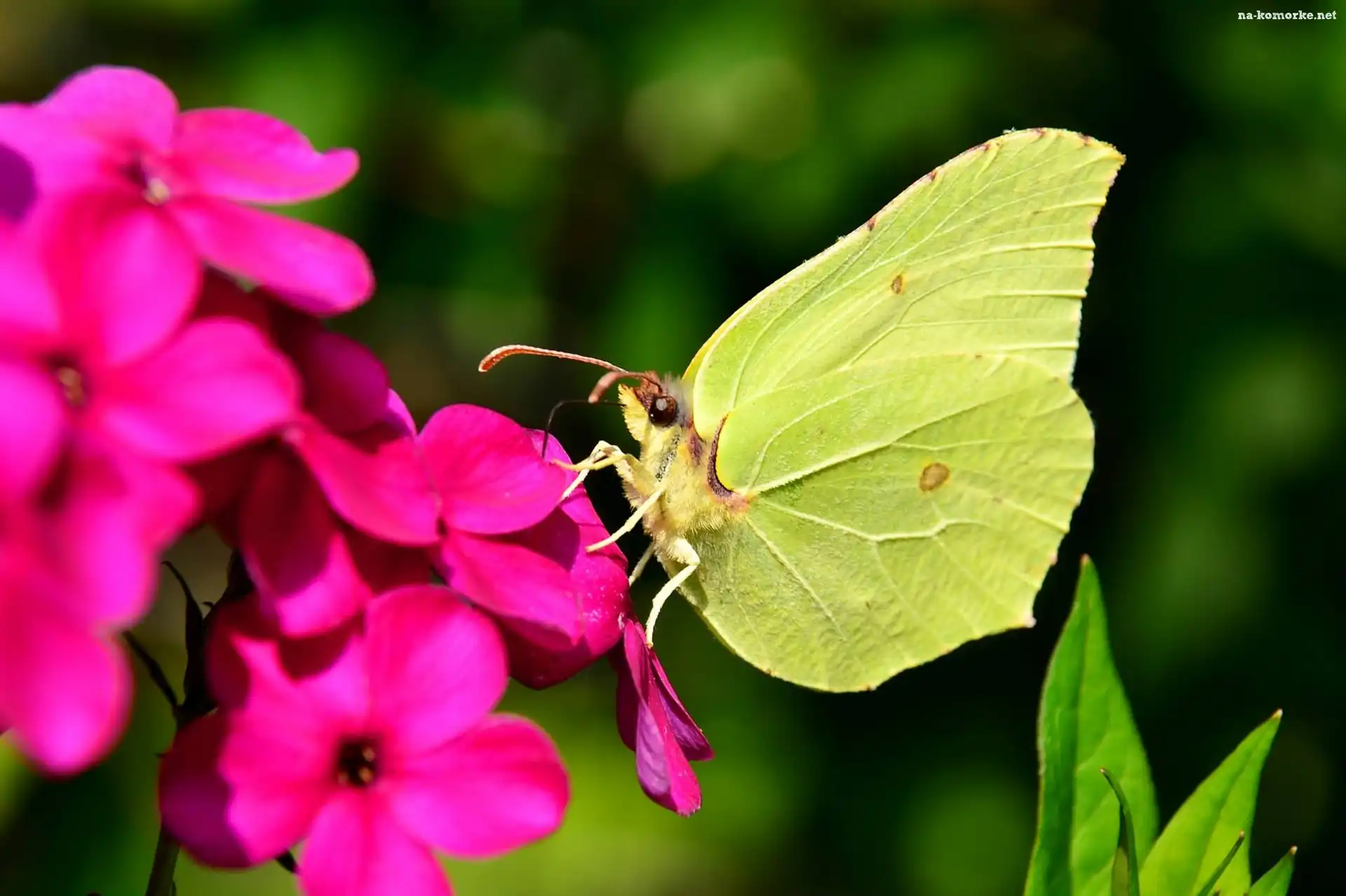 Motyl, Różowy, Kwiat