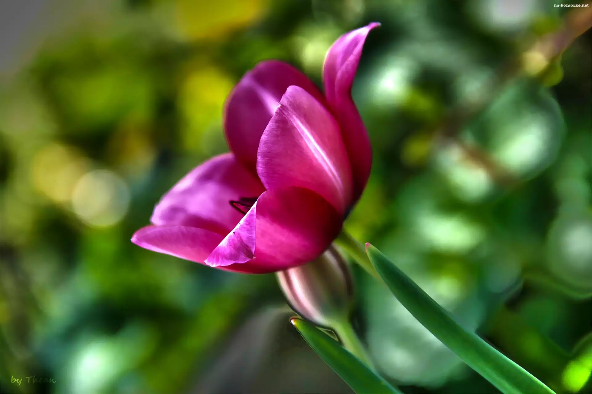 Różowy, Tulipan