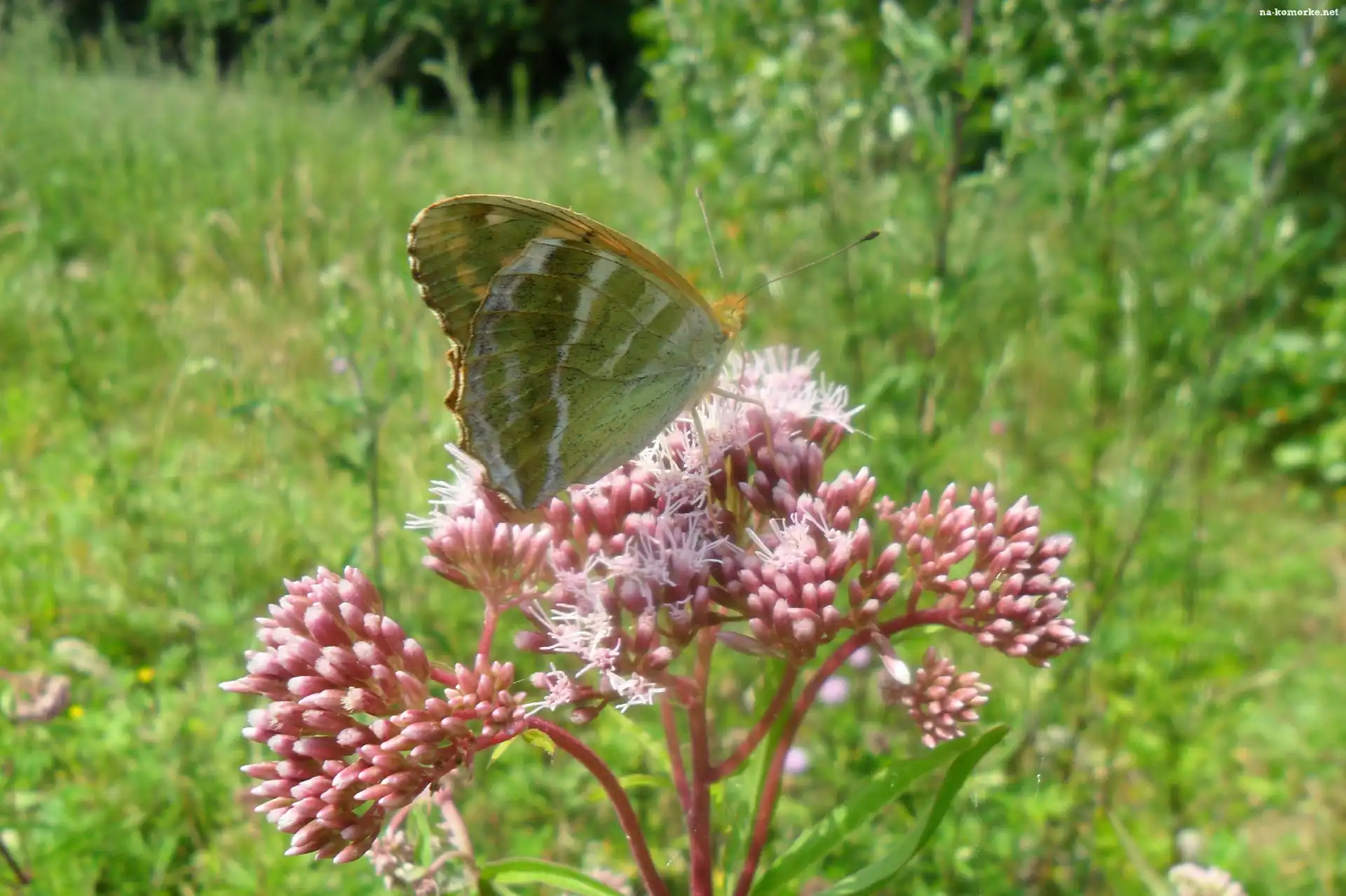 Łąka, Motyl, Na, Różowym, Kwiatku