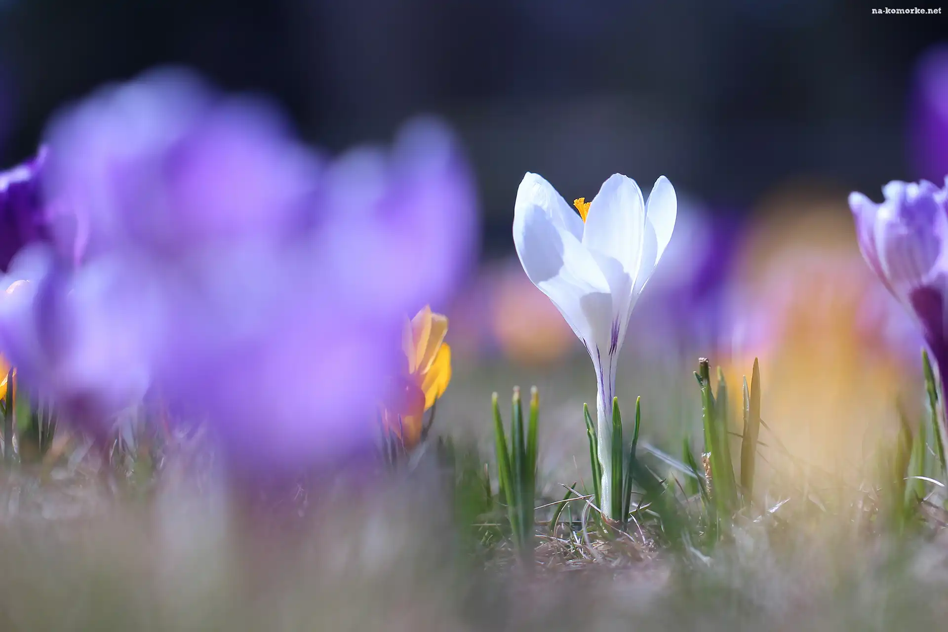 Rozświetlony, Kwiat, Biały, Krokus