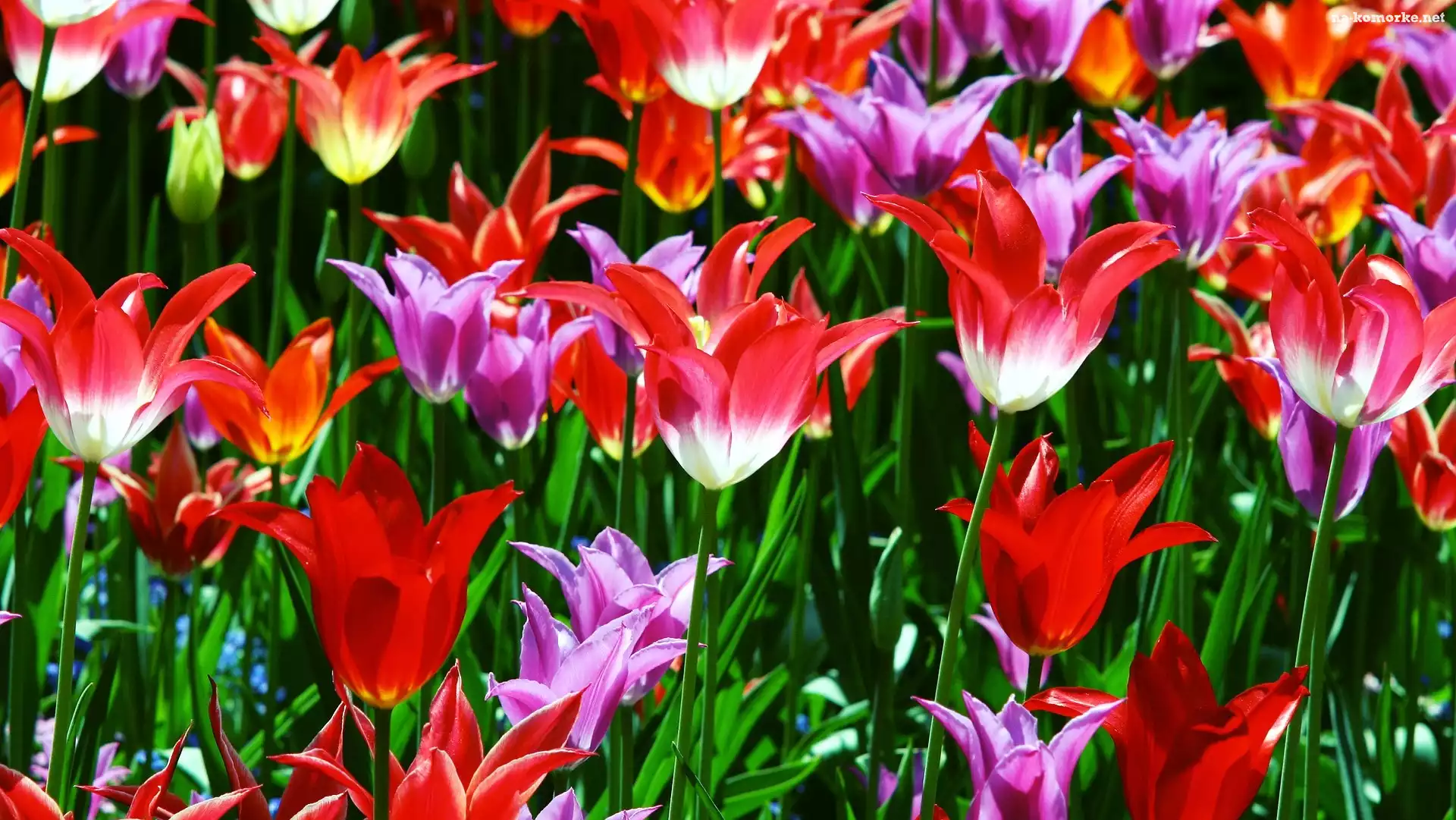 Kwiaty, Rozwinięte, Tulipany
