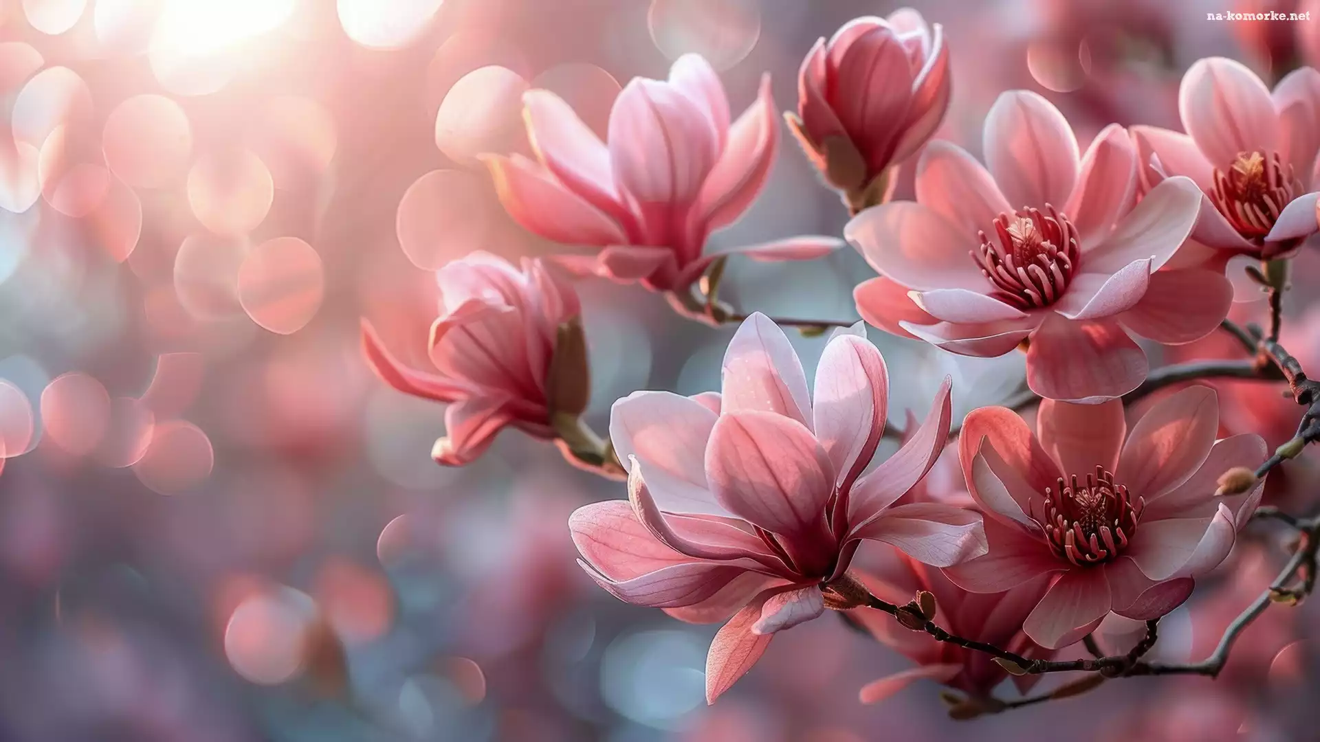 Magnolia, Rozwinięte, Różowe, Gałązki, Kwiaty