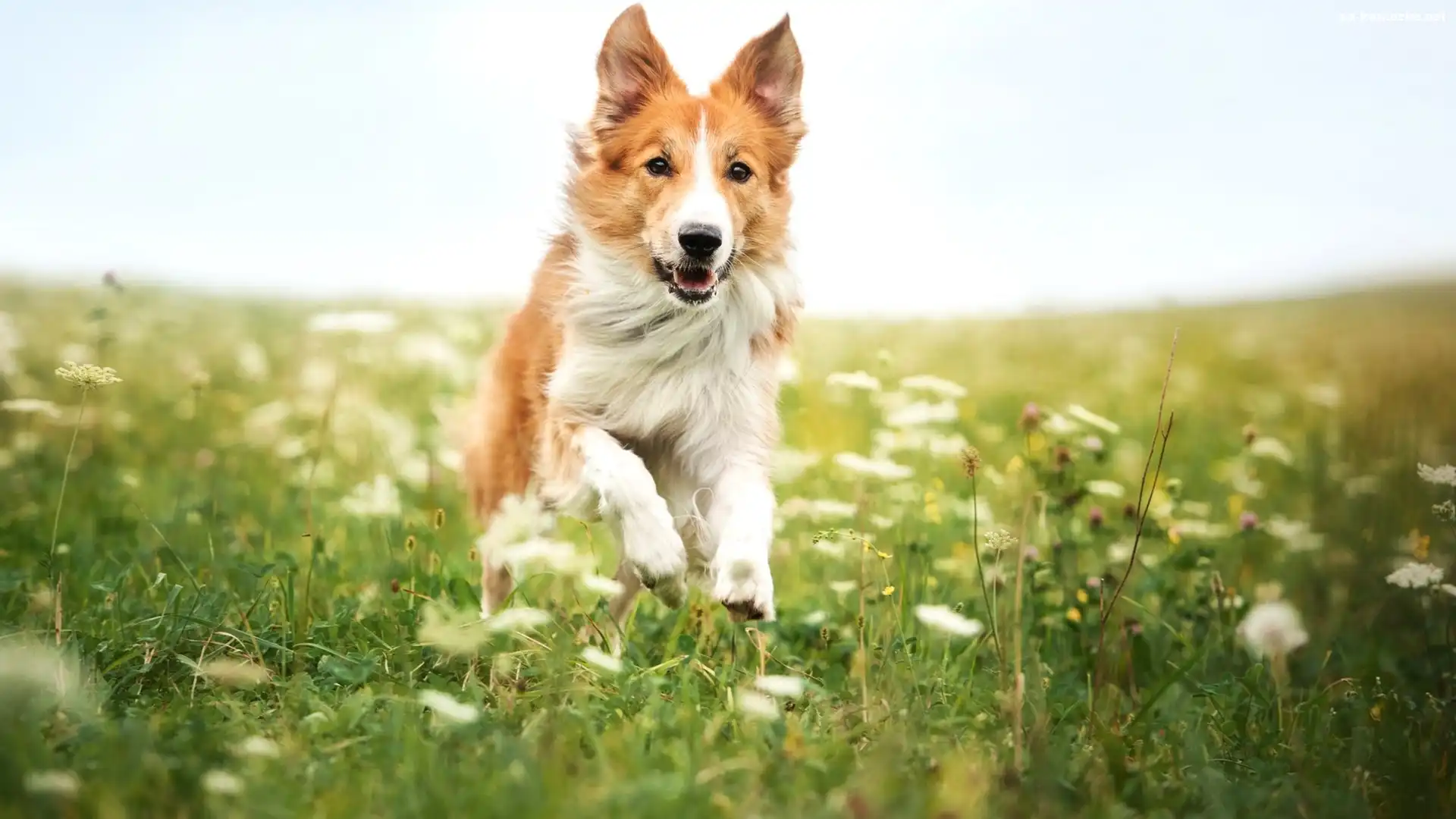 Rudy, Łąka, Pies, Border collie