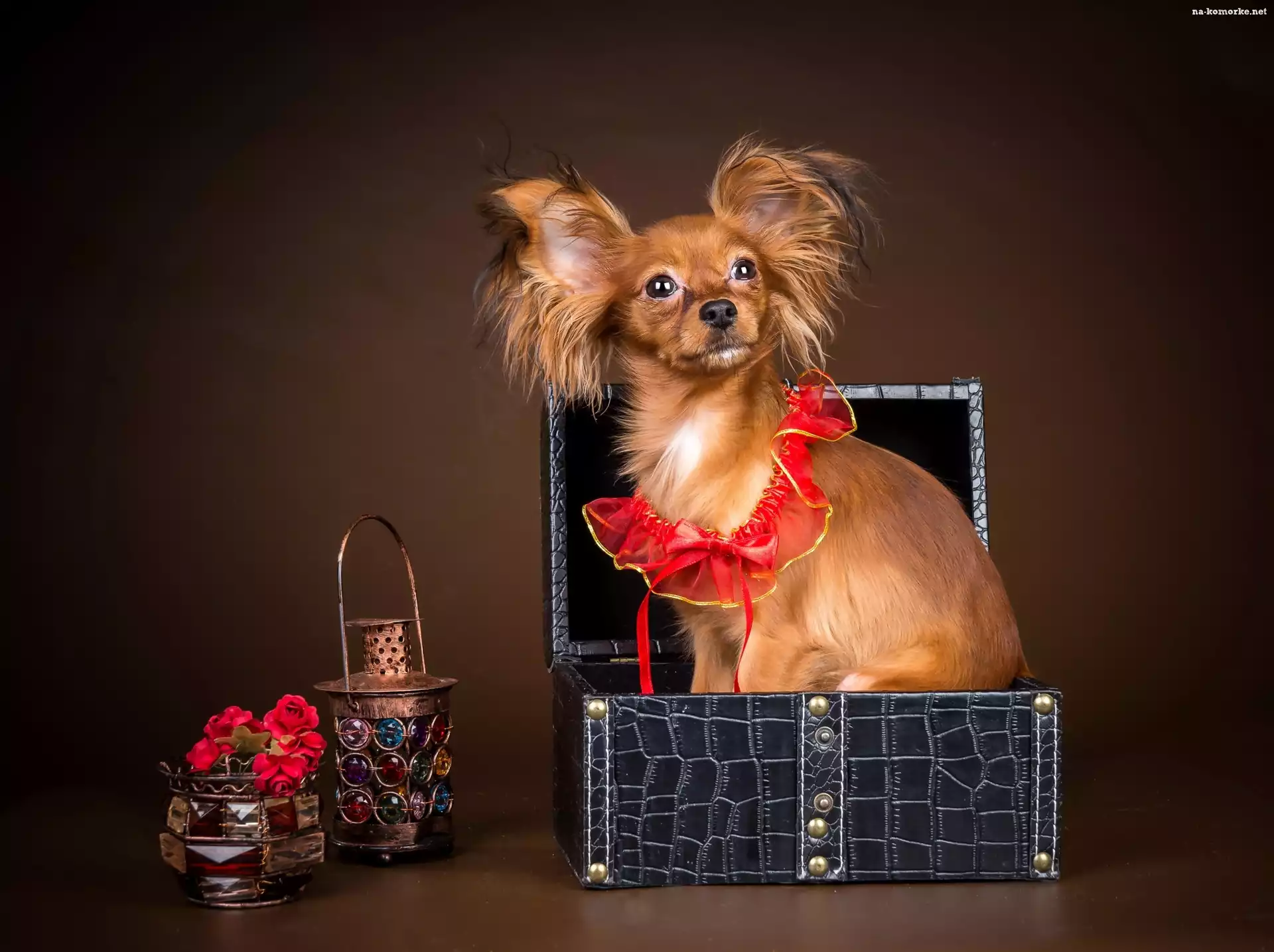 Rudy, Piesek, Spaniel kontynentalny miniaturowy Papillon