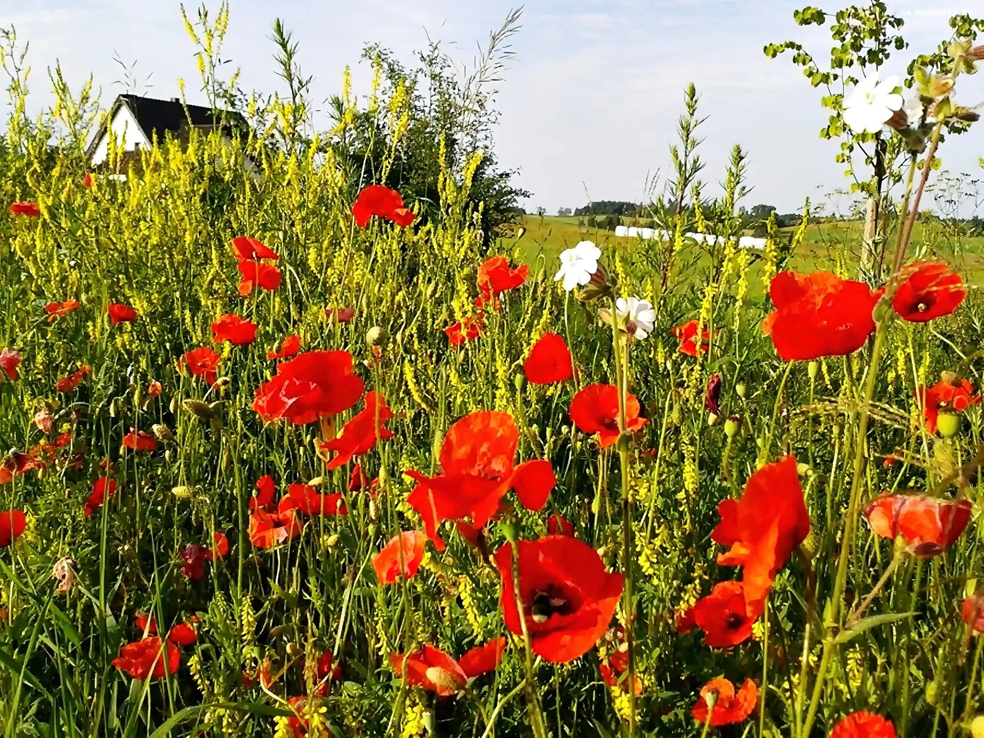 Rumianki, Łąka, Czerwone, Maki, Białe