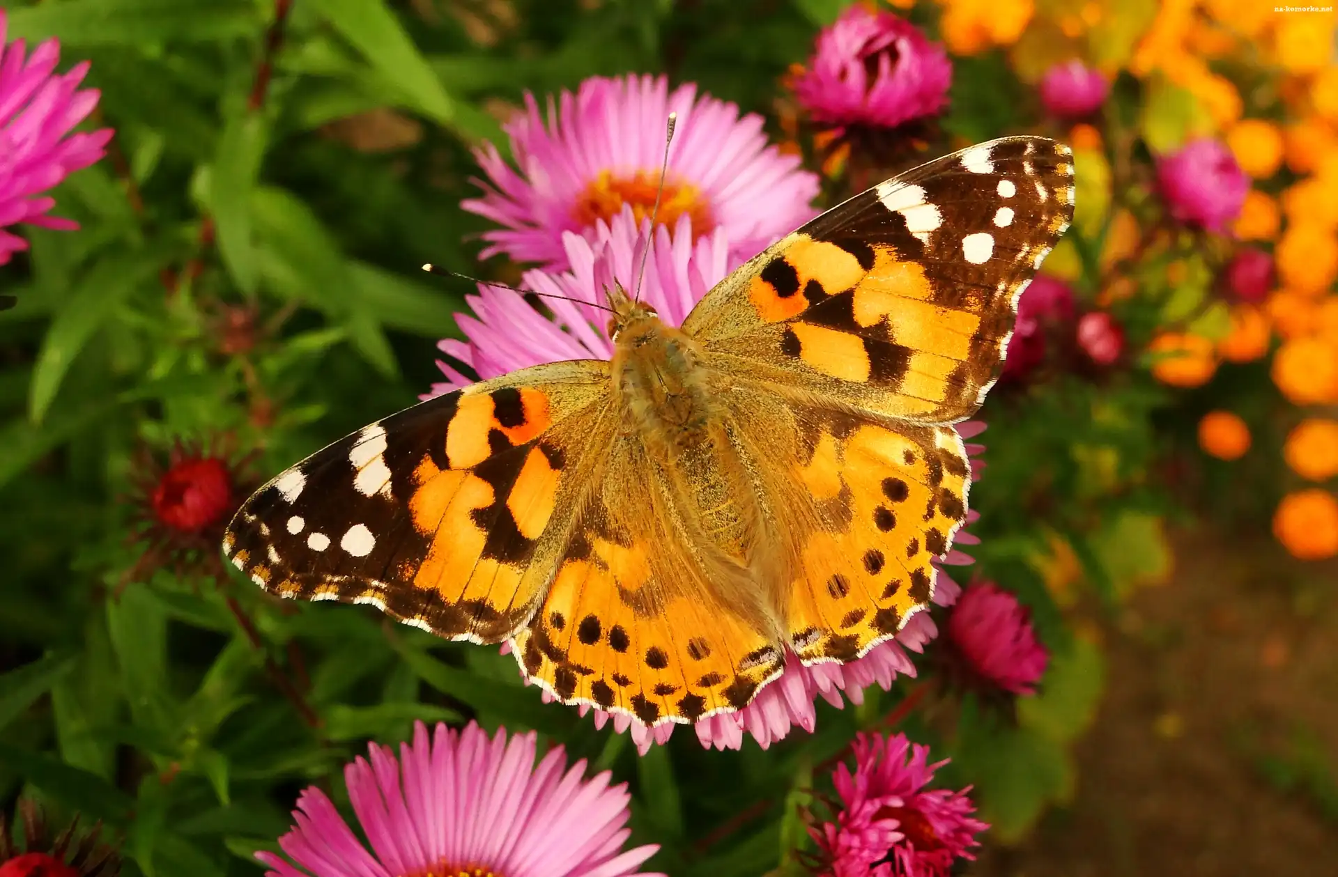 Motyl, Rusałka osetnik