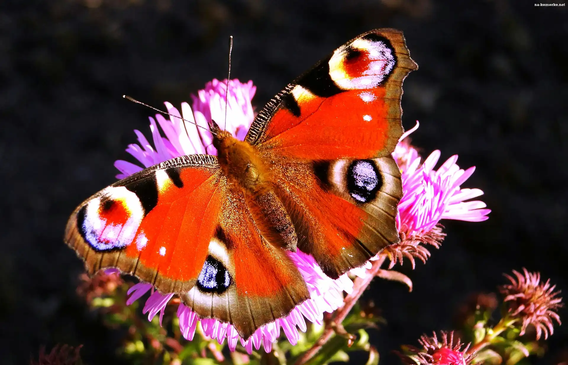 Motyl, Rusałka pawik