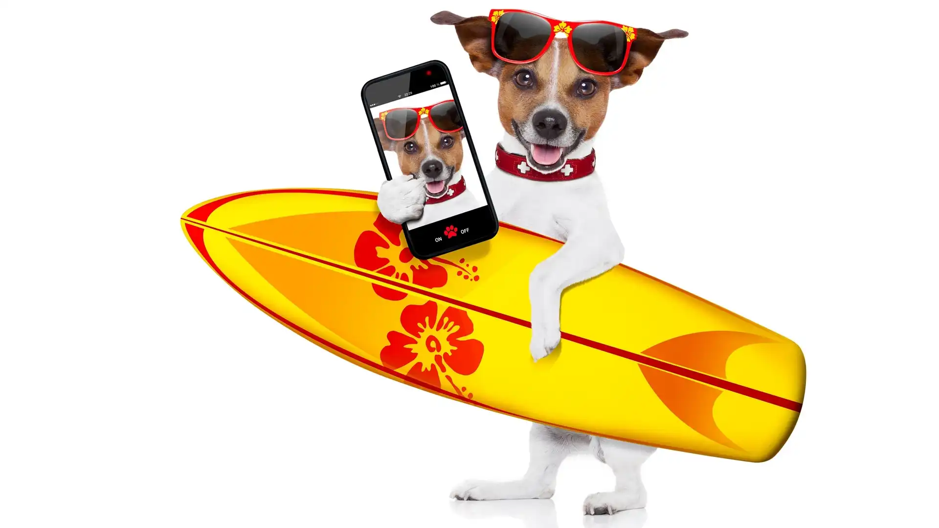 Jack Russell terrier, Telefon, Deska surfingowa, Okulary