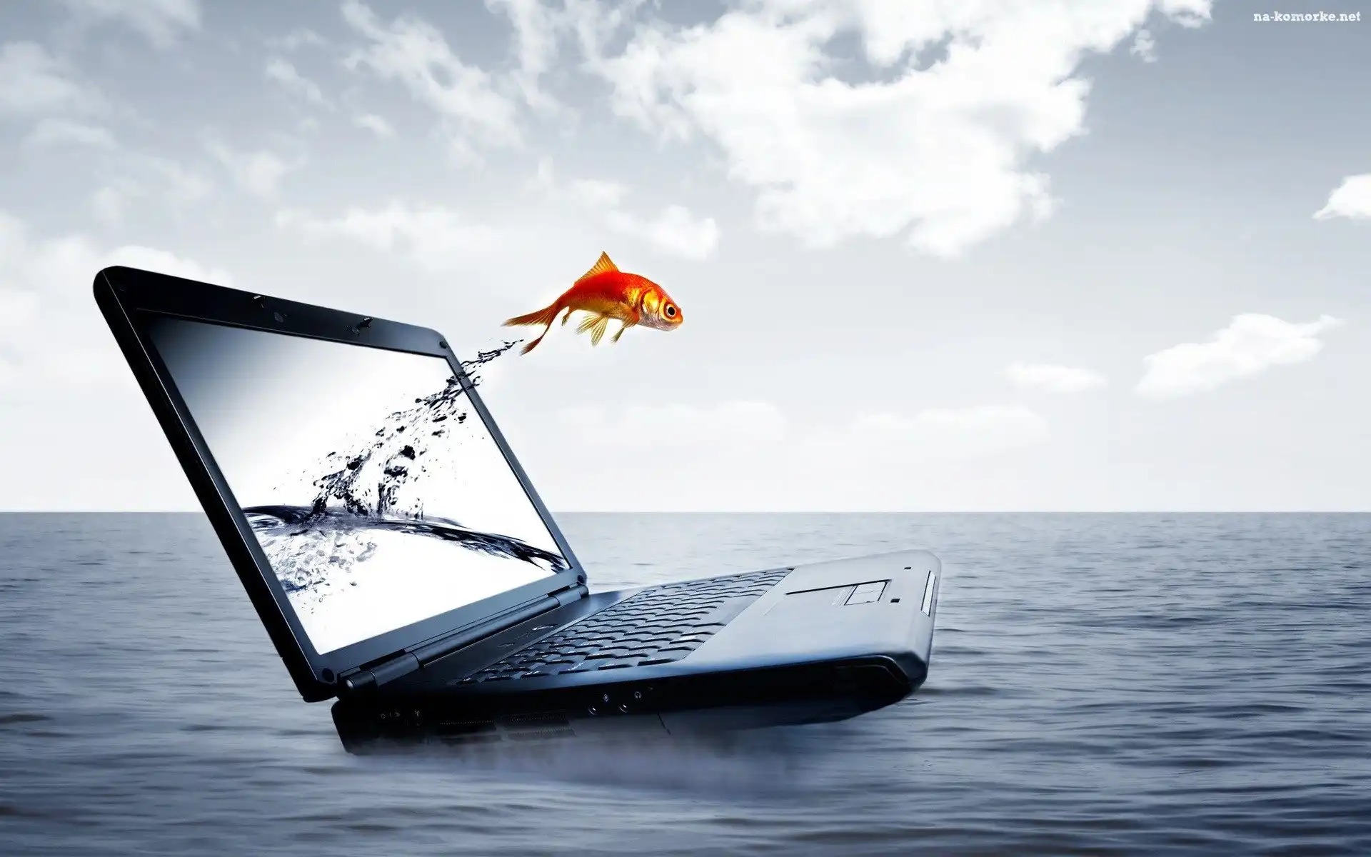Laptop, Ryba, Morze