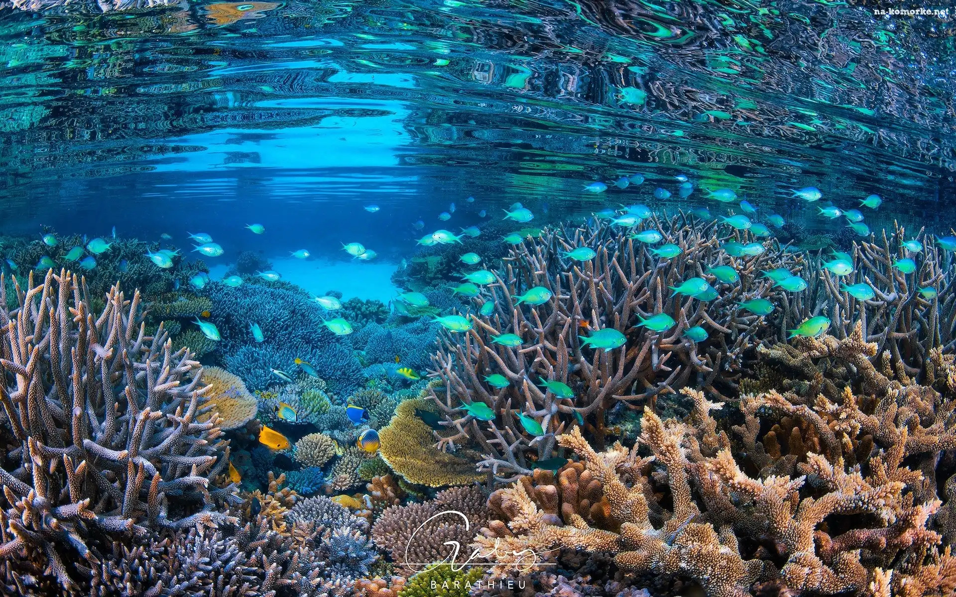 Koralowce, Ryby, Morze, Rafa koralowa