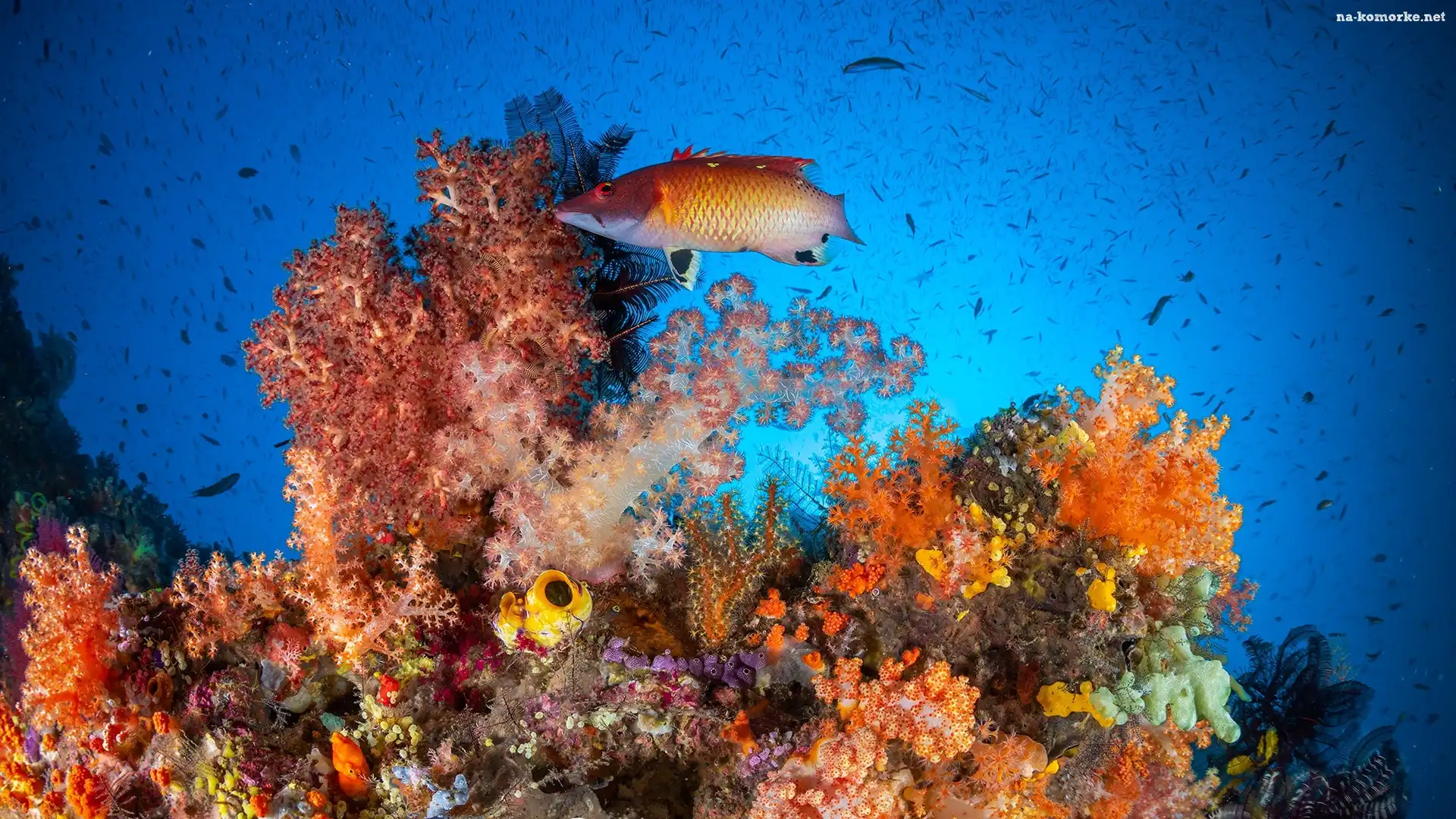 Rafa koralowa, Koralowce, Ryby