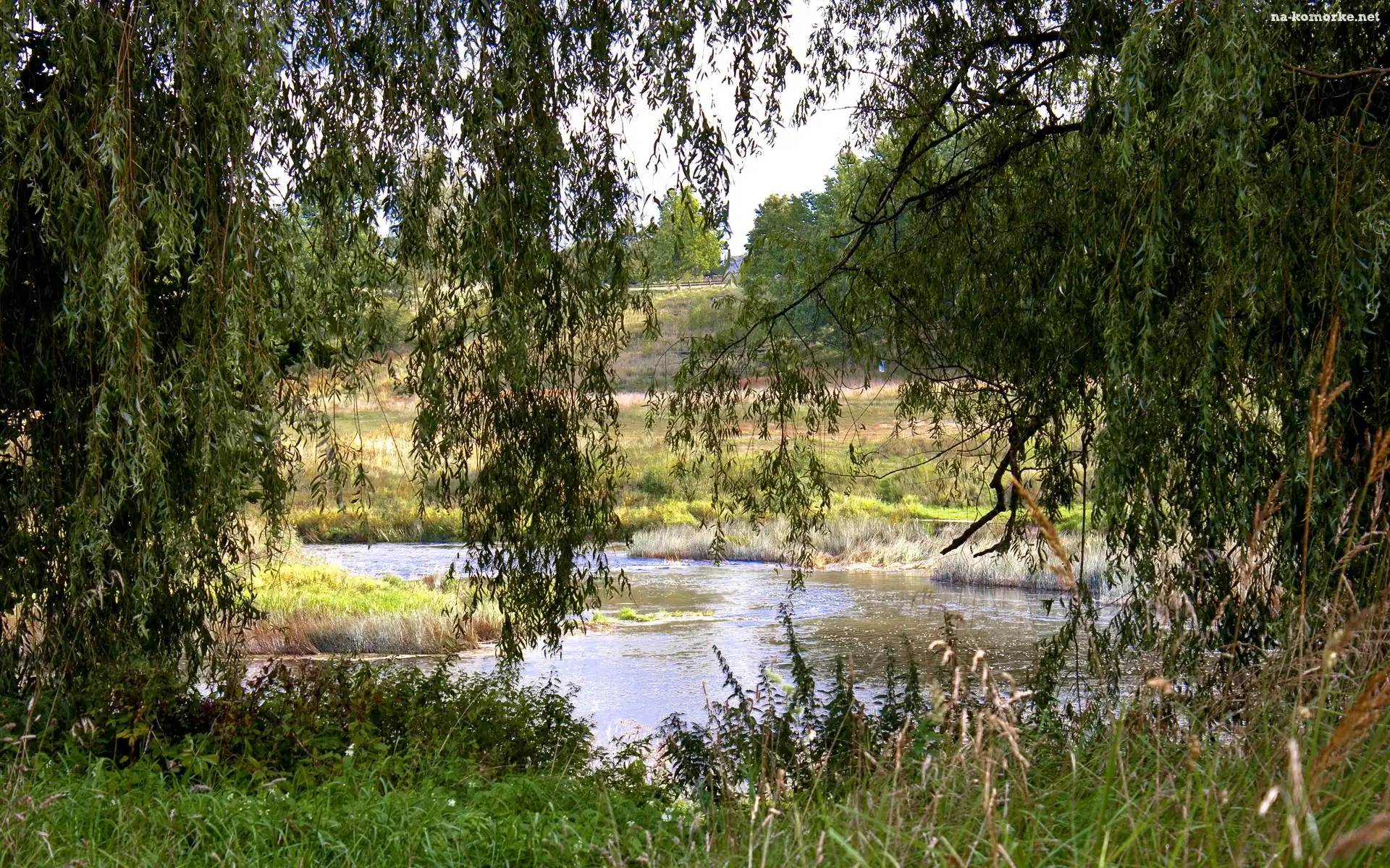 Rzeka, Trawy, Łąki, Drzewa