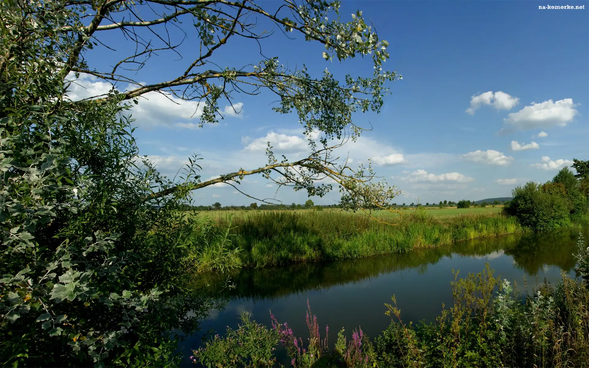 Rzeka, Niebo, Drzewa, Trawy