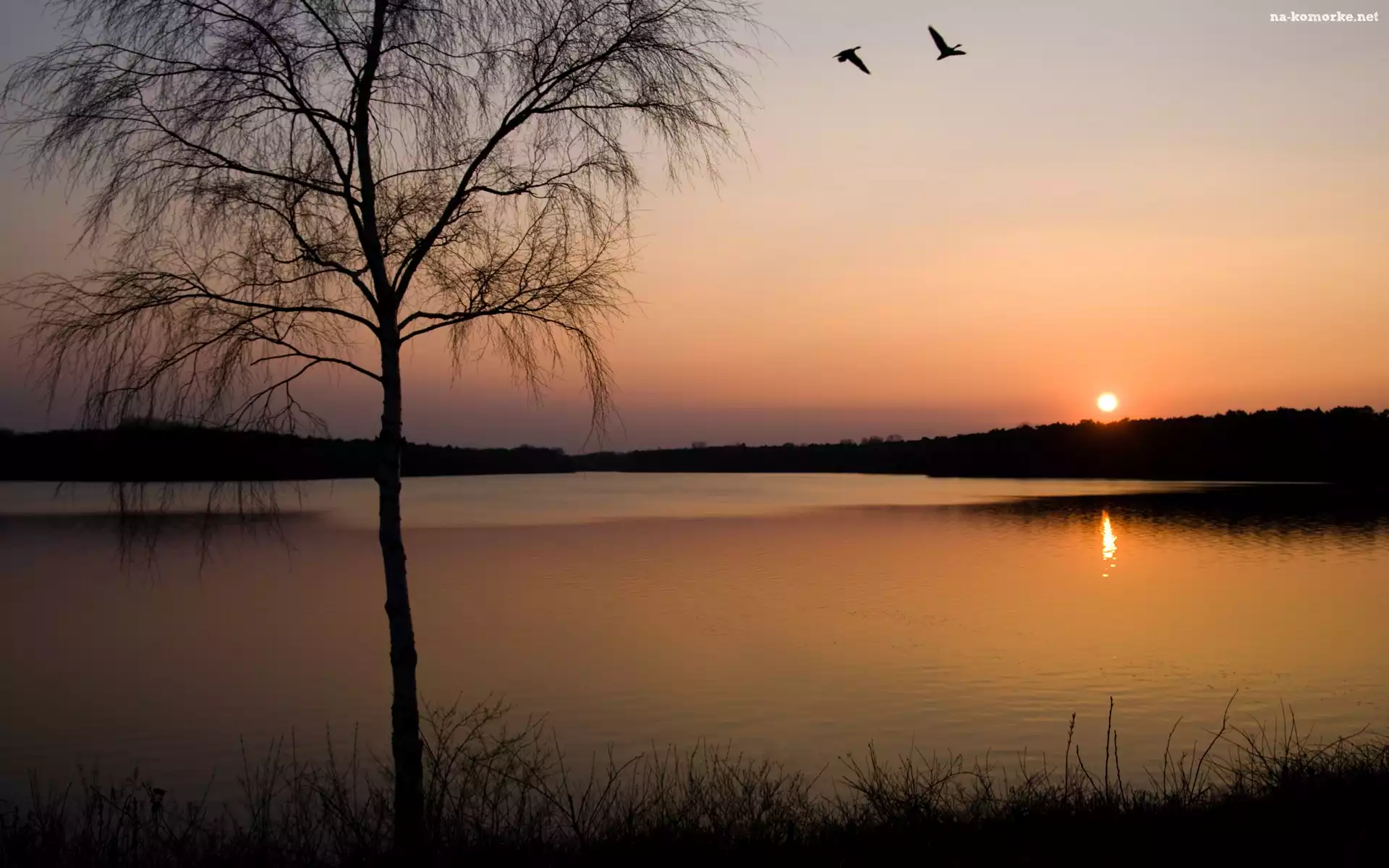 Rzeka, Słońca, Drzewa, Zachód
