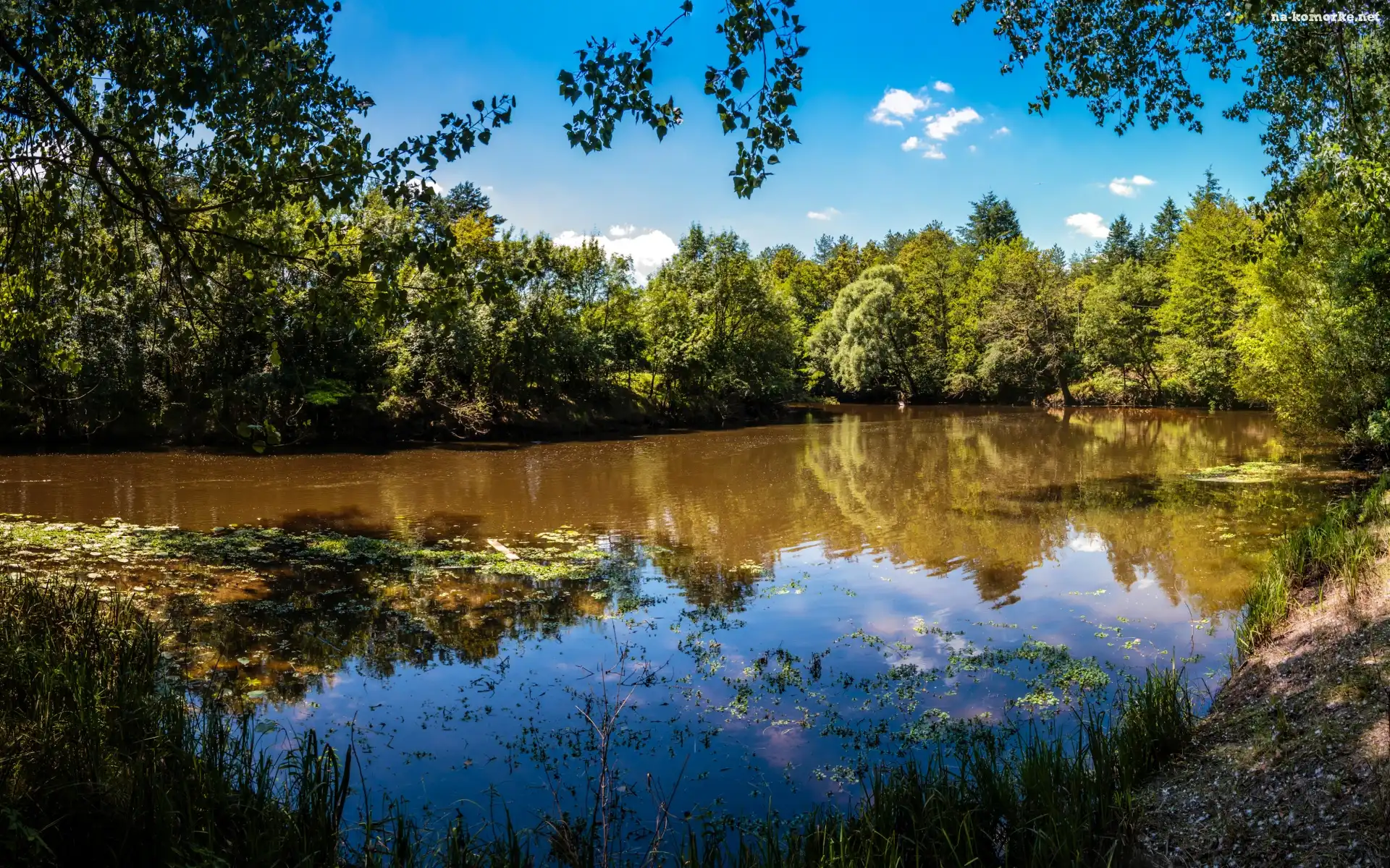 Rzeka, Wodorosty, Drzewa, Brzeg