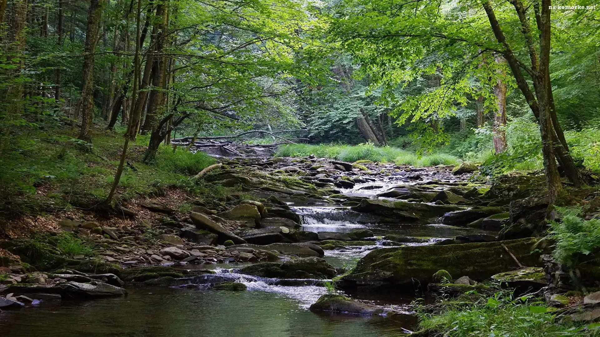 Rzeka, Stany Zjednoczone, Drzewa, Obszar Monongahela National Forest, Roślinność, Stan Wirginia Zachodnia, Kamienie, Las, Omszałe