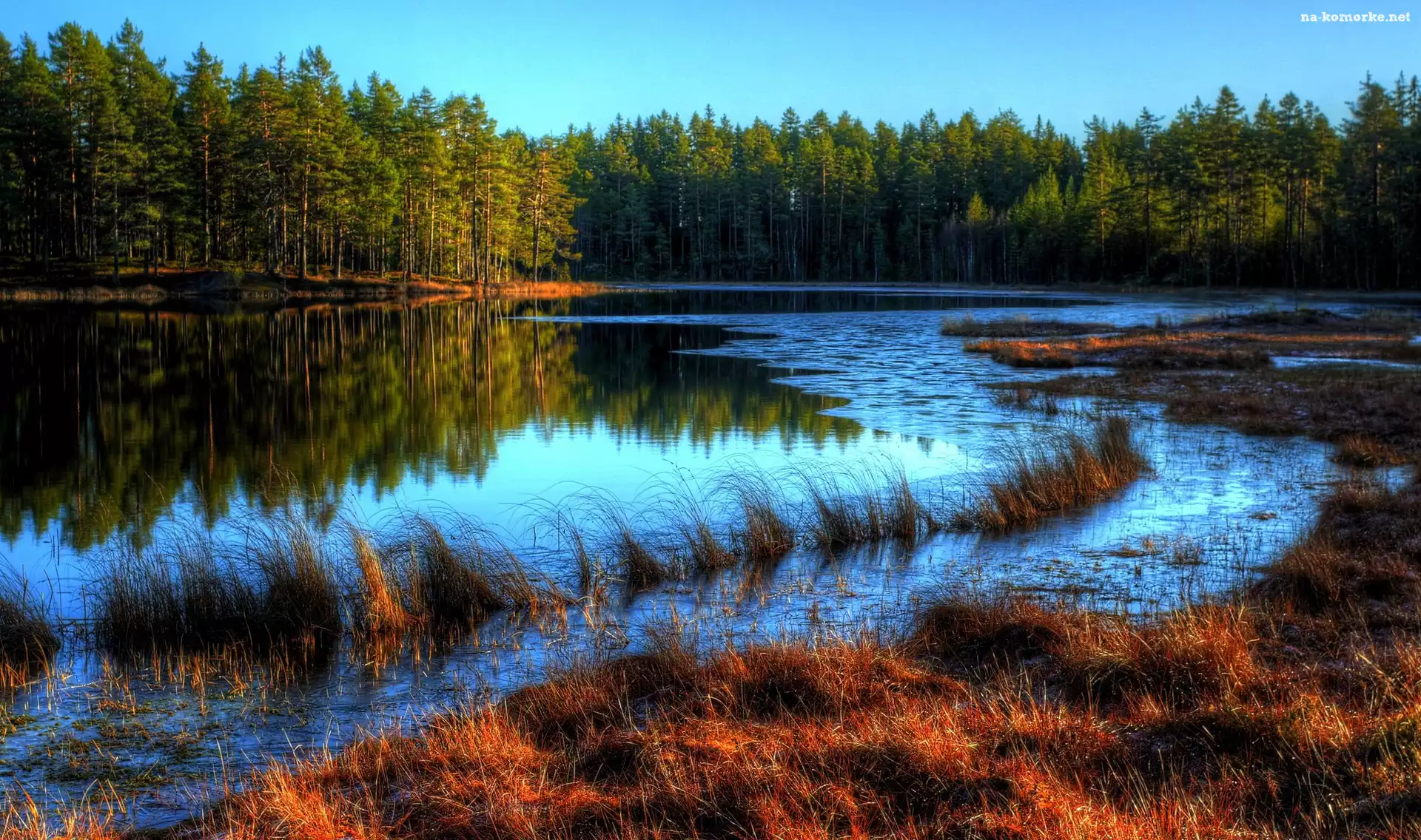 Rzeka, Jesień, Las, Trawy