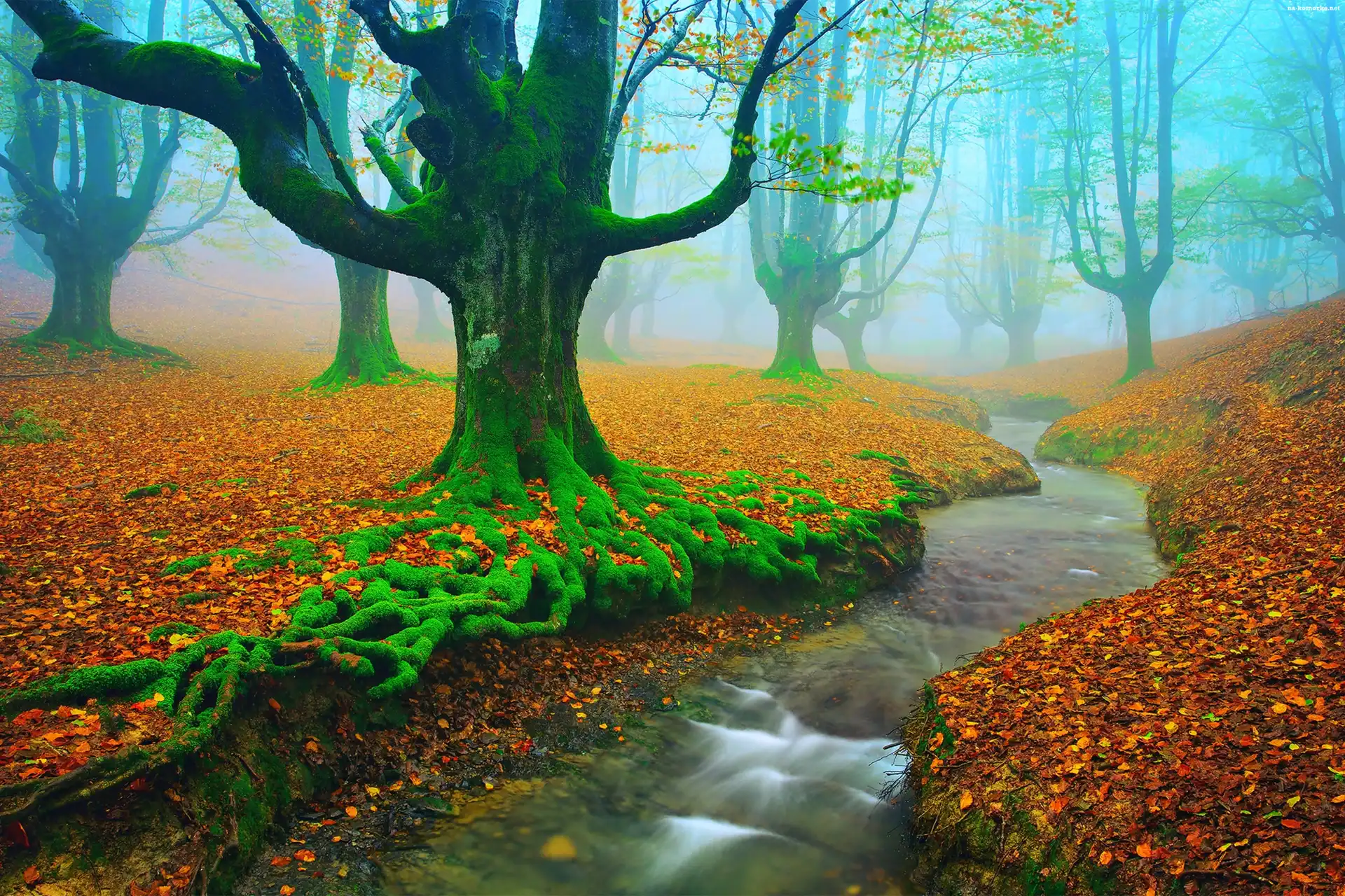 Las, Park Narodowy Gorbea, Hiszpania, Liście, Rzeka, Jesień