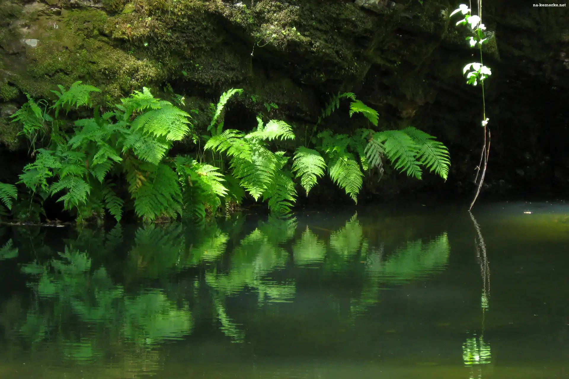 Rzeka, Paproć