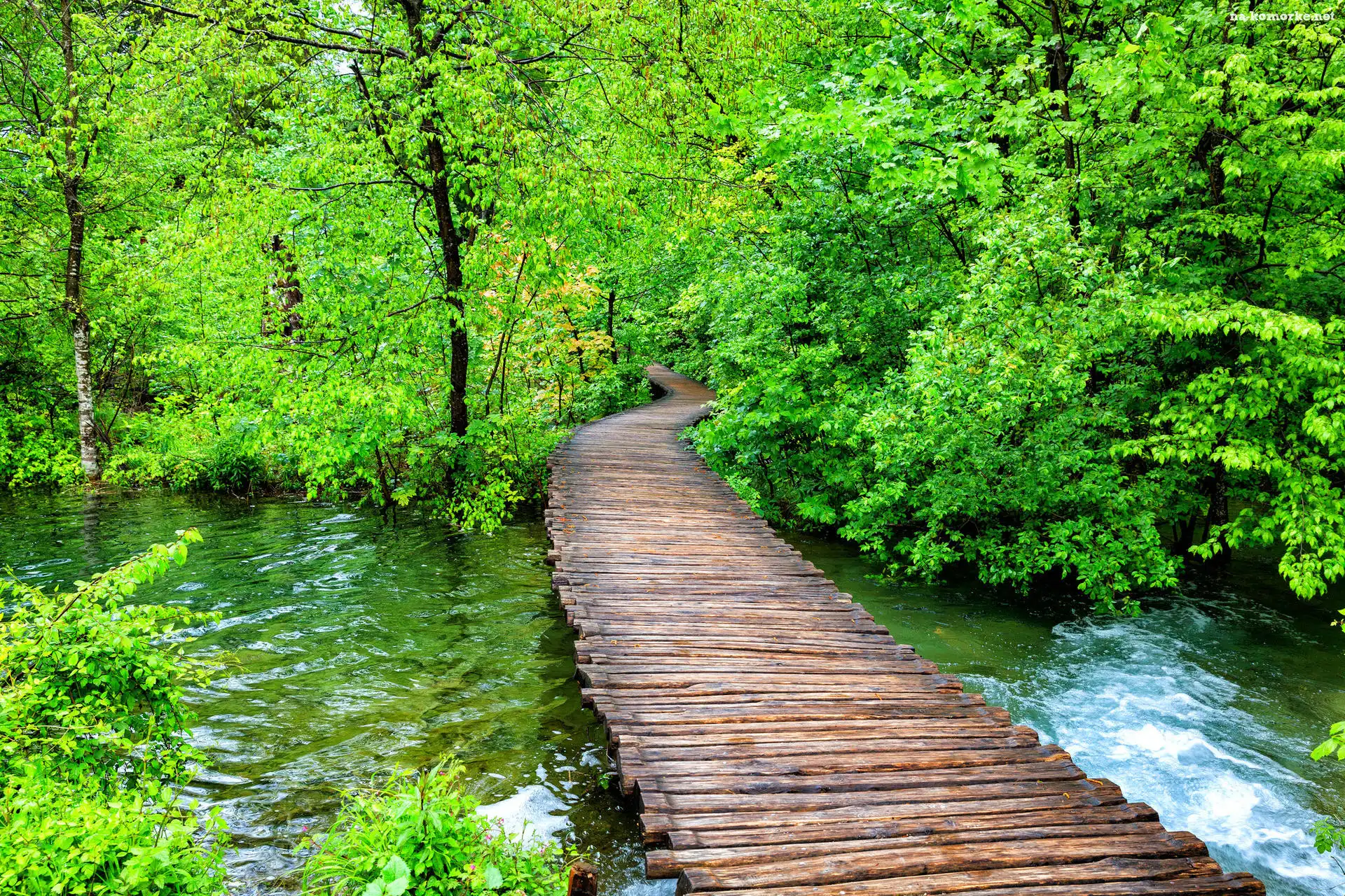 Pomost, Las, Park Narodowy Jezior Plitwickich, Chorwacja, Drzewa, Rzeka