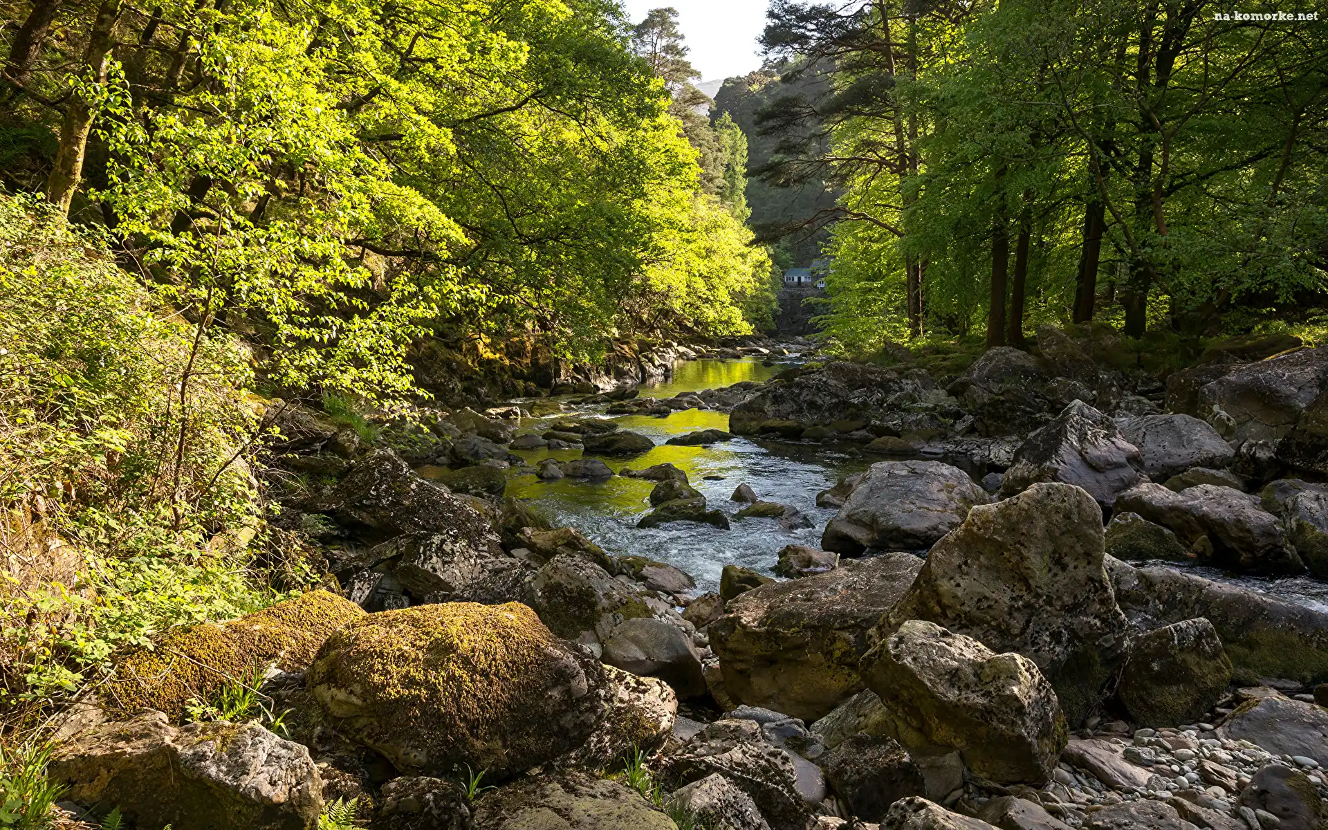 Potok, Kamienie, Drzewa, Rzeka