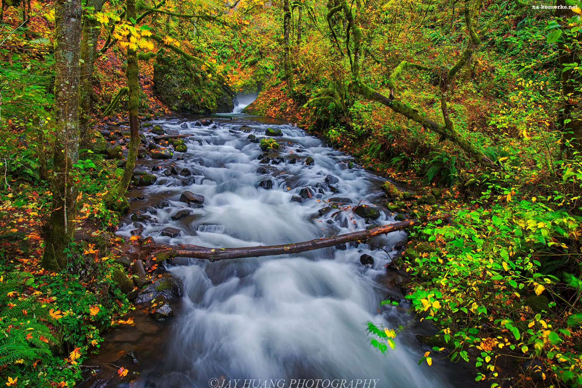 Rzeka Bridal Veil Creek, Oregon, Drzewa, Stany Zjednoczone, Las, Kamienie, Jesień, Rezerwat przyrody Columbia River Gorge