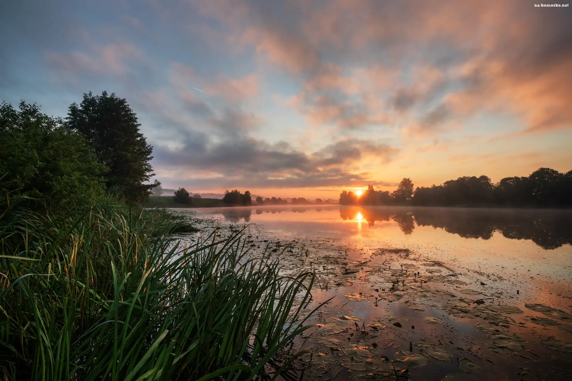 Rzeka, Trawy, Wschód słońca, Drzewa