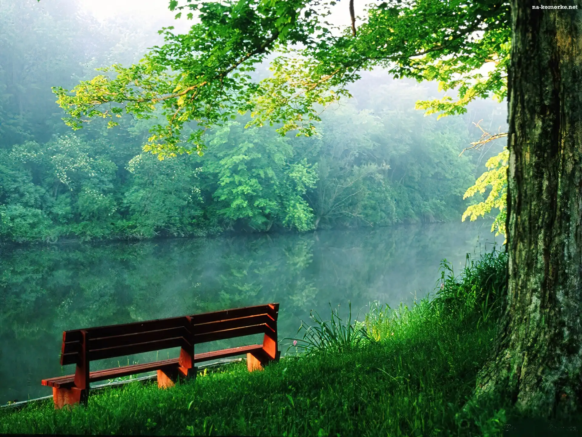 Rzeka, Ławeczka, Zalesiony, Brzeg