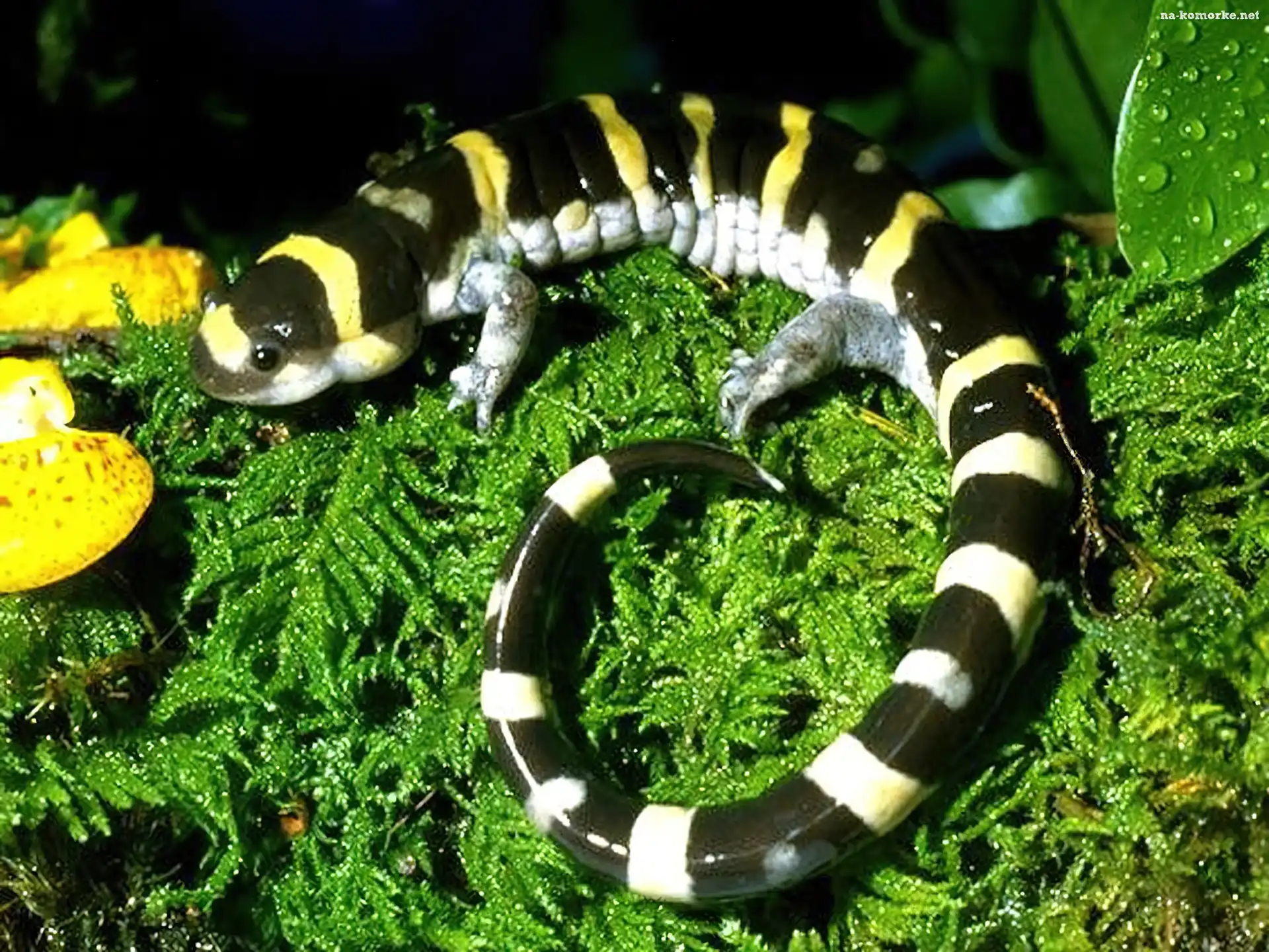 Salamandra, Trawa