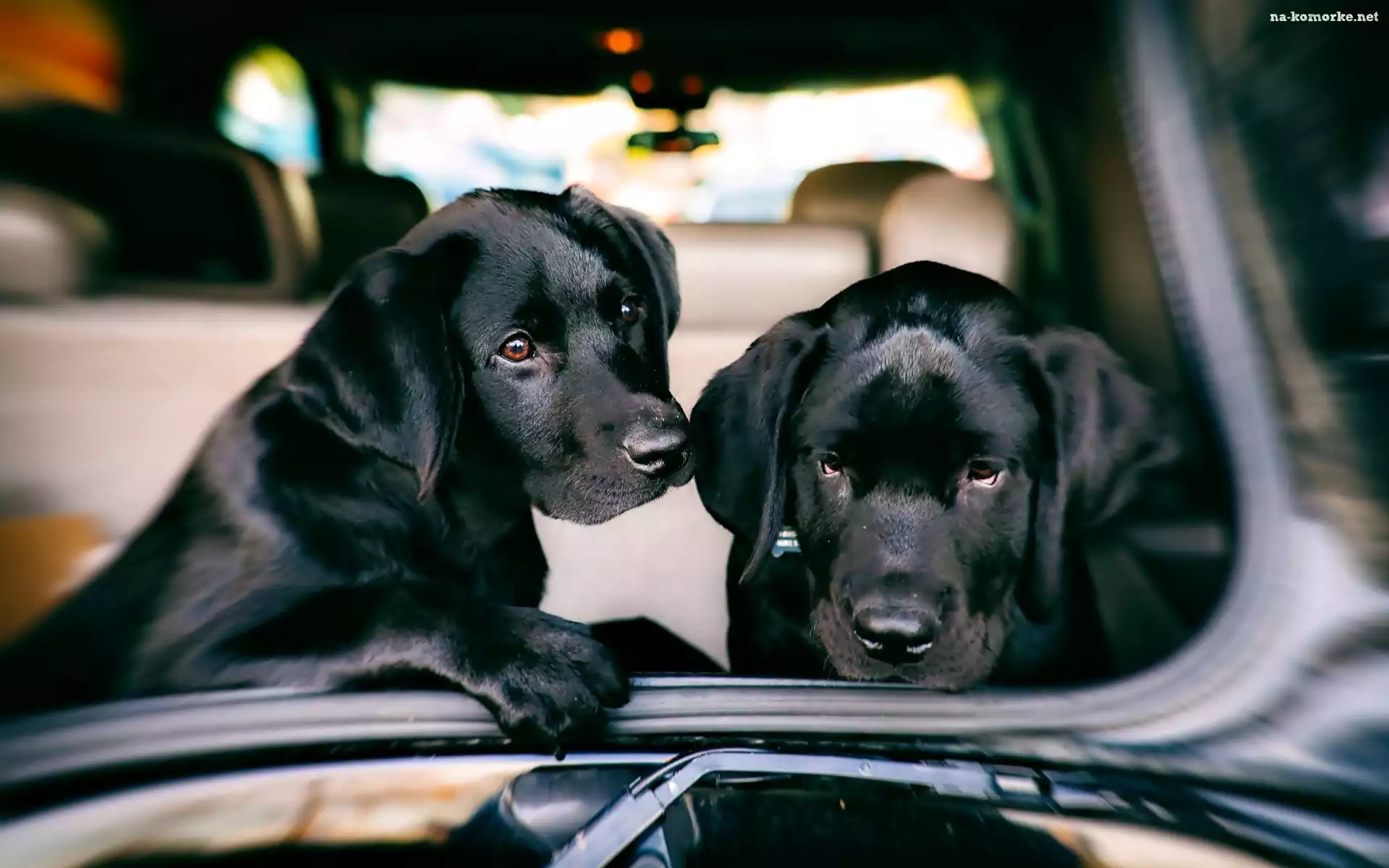 Samochód, Dwa, Czarne, Psy, Labrador Retriever