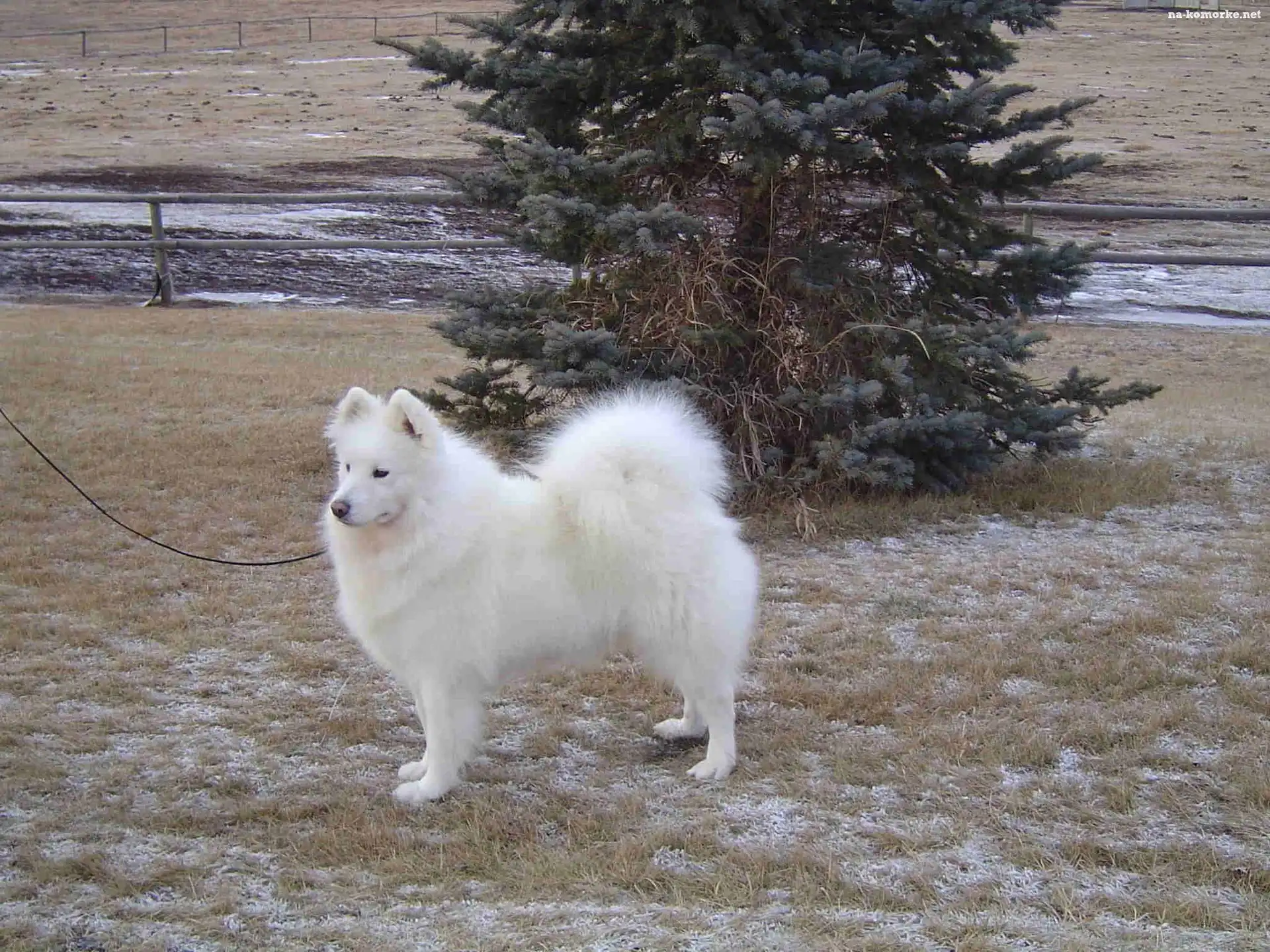 Samojed, choinka